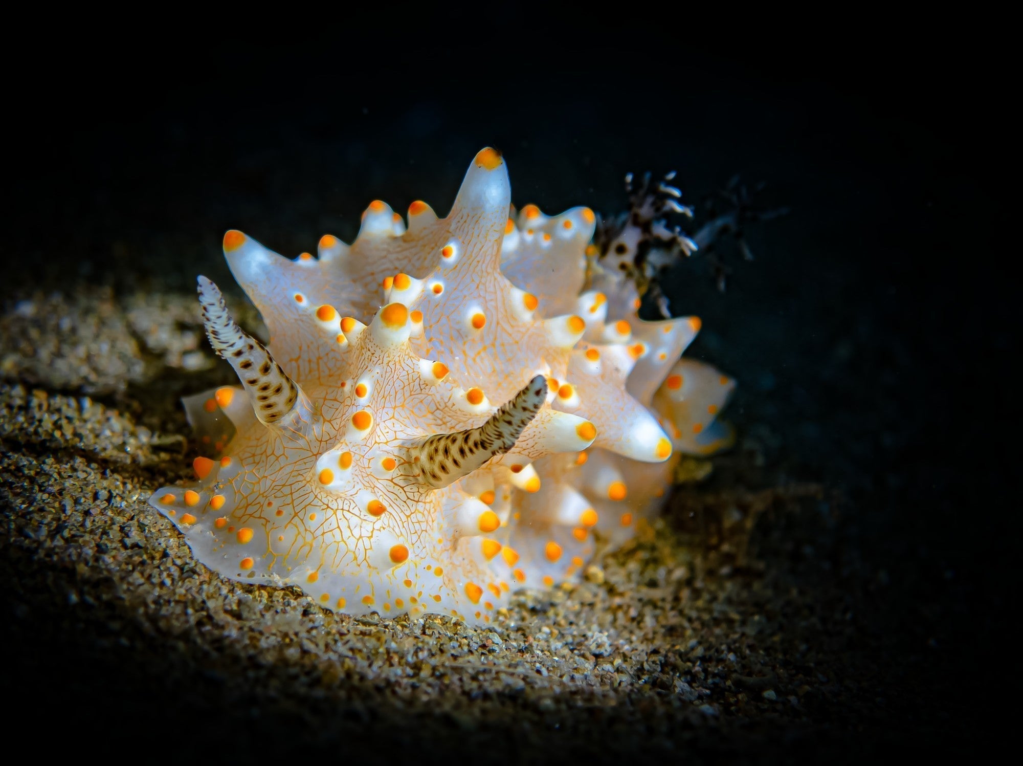 How the “World-Traveling Magician” Captured the Award-Winning "Sand Sea Orange Star"