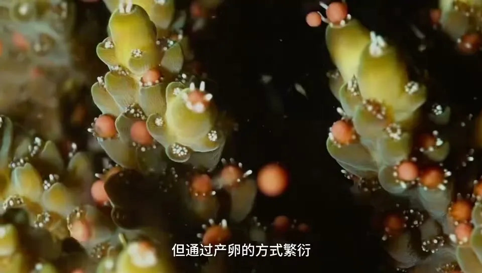 Close-up of coral spawning in Da'ao Bay Shenzhen
