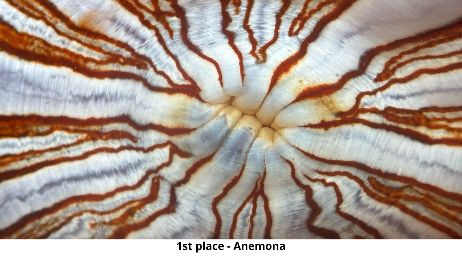 First place macro image of an anemone shot on an iPhone in a DIVEVOLK SeaTouch 4 Max housing
