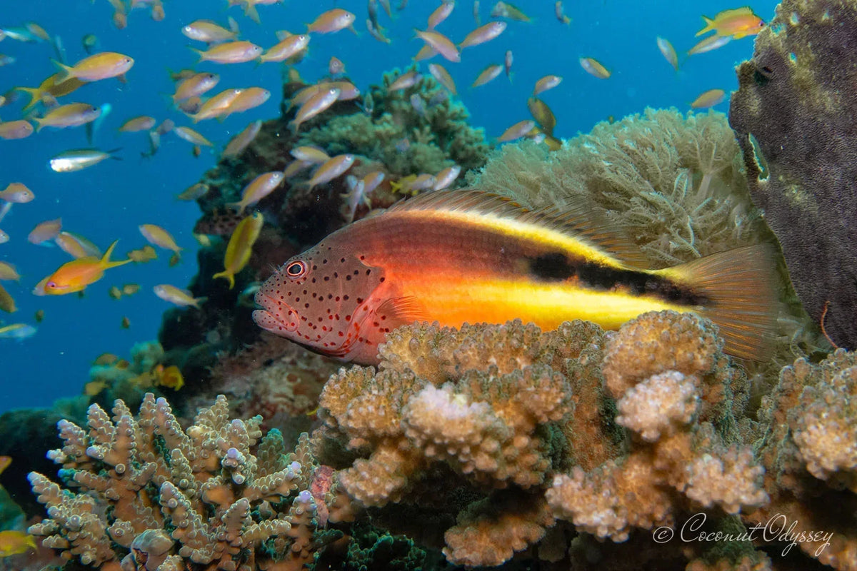 A hawkfish resting on hard coral surrounded by orange anthias, photographed on a smartphone inside a DIVEVOLK SeaTouch 4 Max housing by ambassador Michelle Attard
