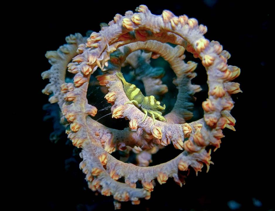 The Touchscreen Advantage: 5 Ways DIVEVOLK Unlocks Pro-Level Underwater Macro Photography