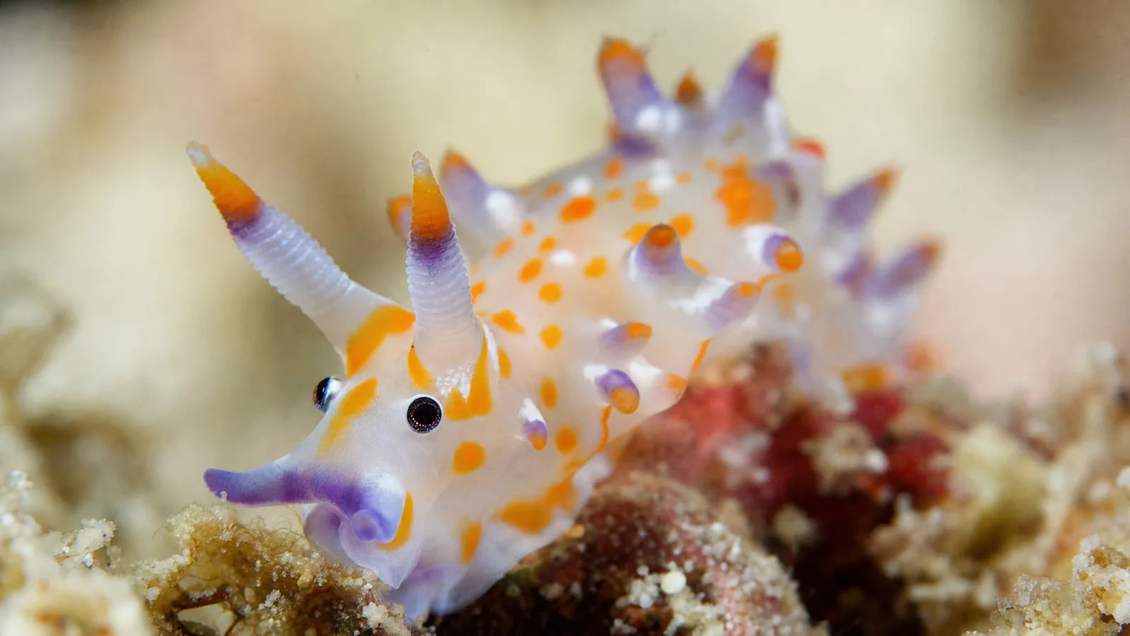 macro nudibranch shallow depth of field