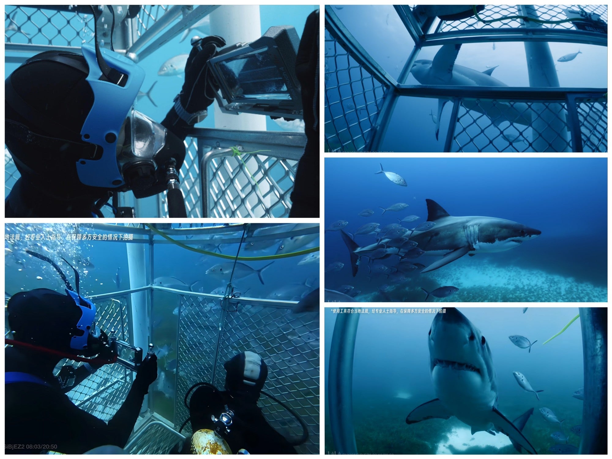How Top Tech Creators Used DIVEVOLK to Bust Shark Myths Down Under, image size:2000x1499
