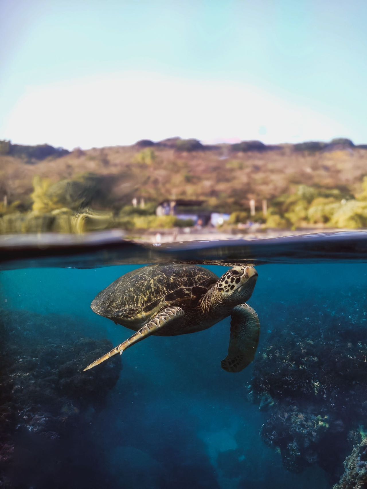Sea turtle split view with DiveVolk dome lens.