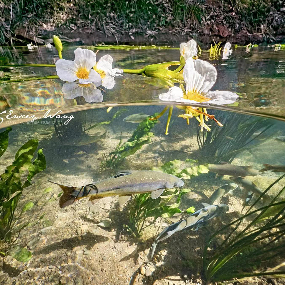 Underwater phone housing captures fish in clear river.