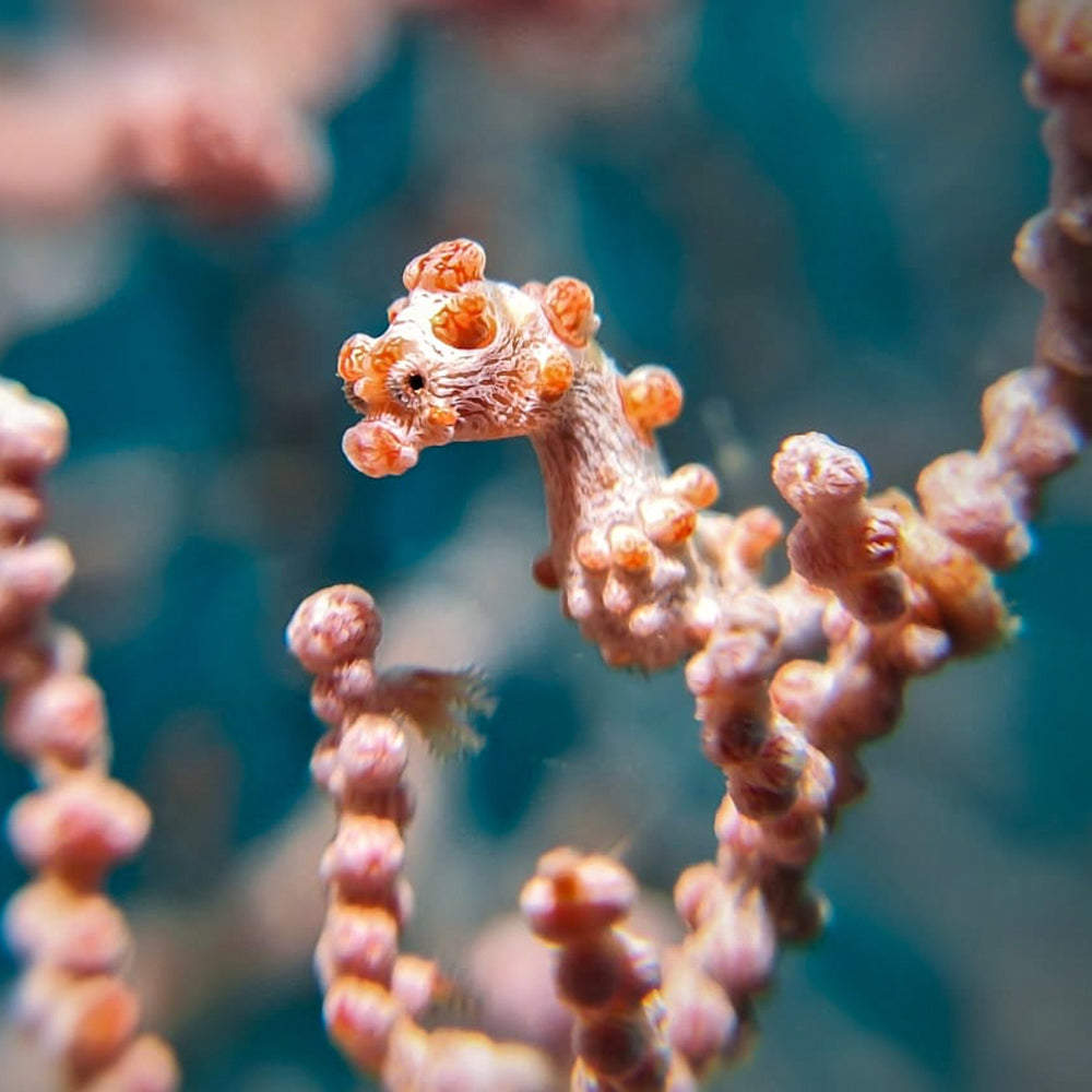 Pygmy seahorse with SeaTouch 4 Max macro lens