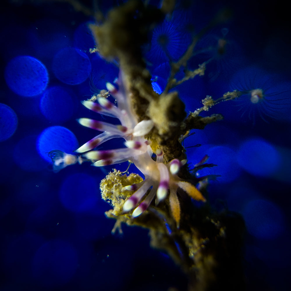 DIVEVOLK SeaTouch 4 Max Plus Kit Macro pour iPhone et la plupart des smartphones Android, boîtier de plongée, étui de téléphone étanche