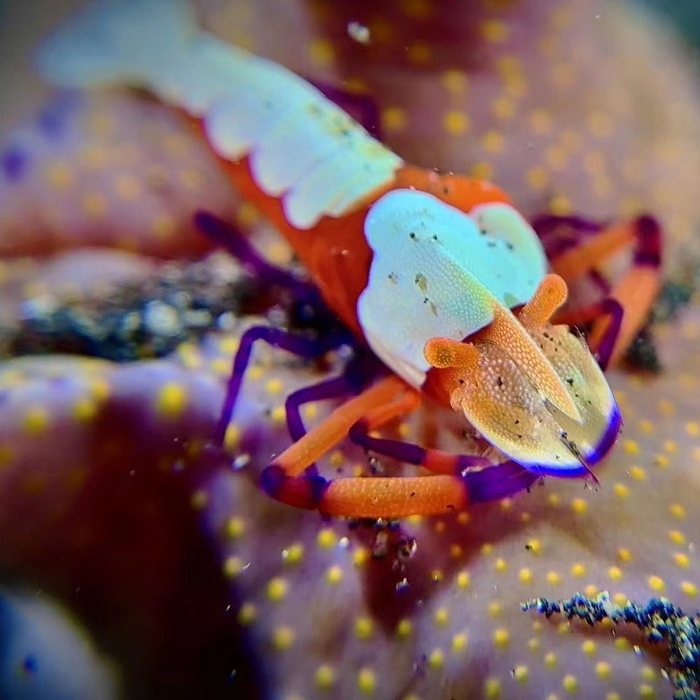 SeaTouch 4 Max macro lens shot of colorful shrimp