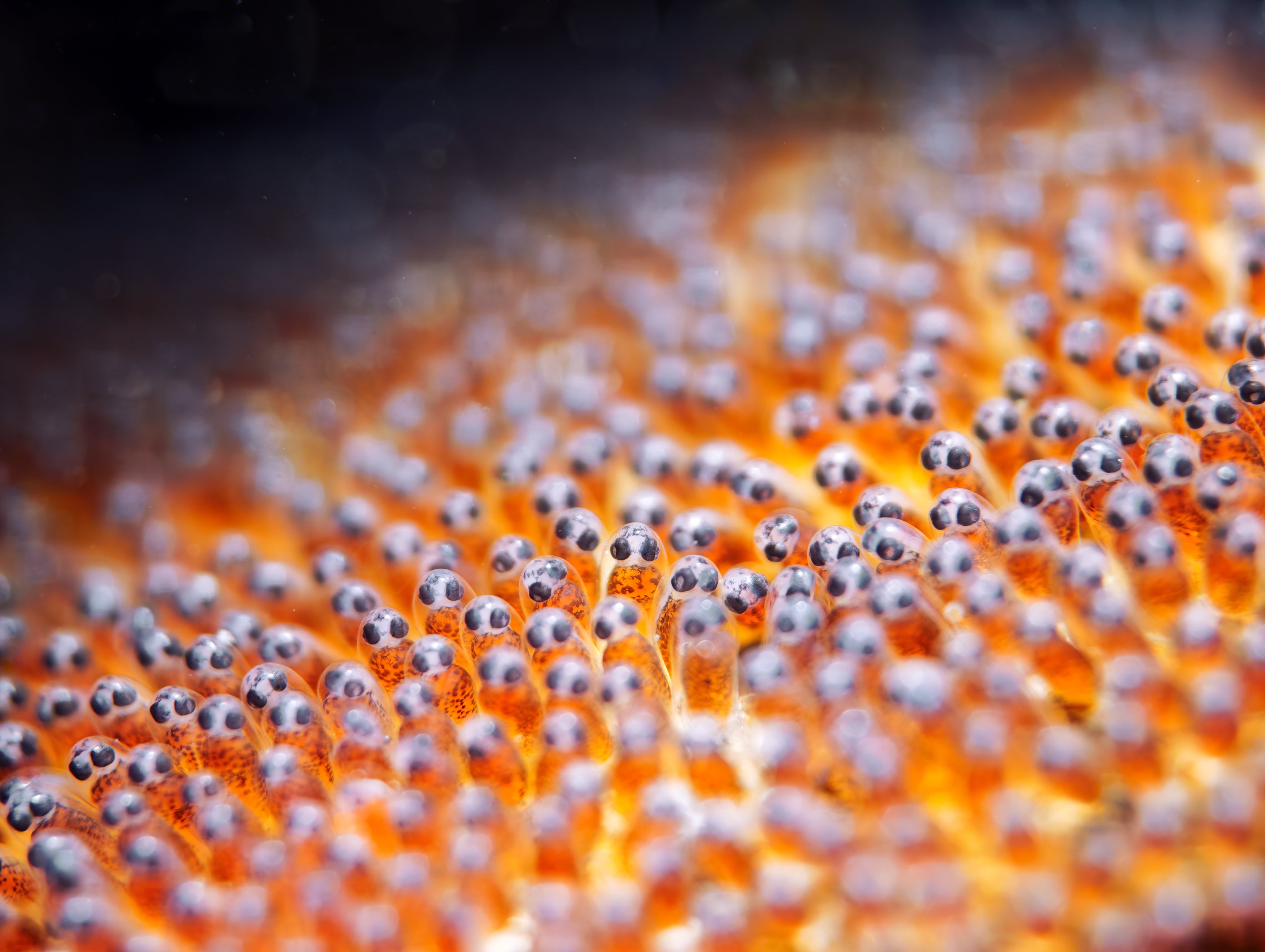 SeaTouch 4 Max: Pygmy seahorse macro photo