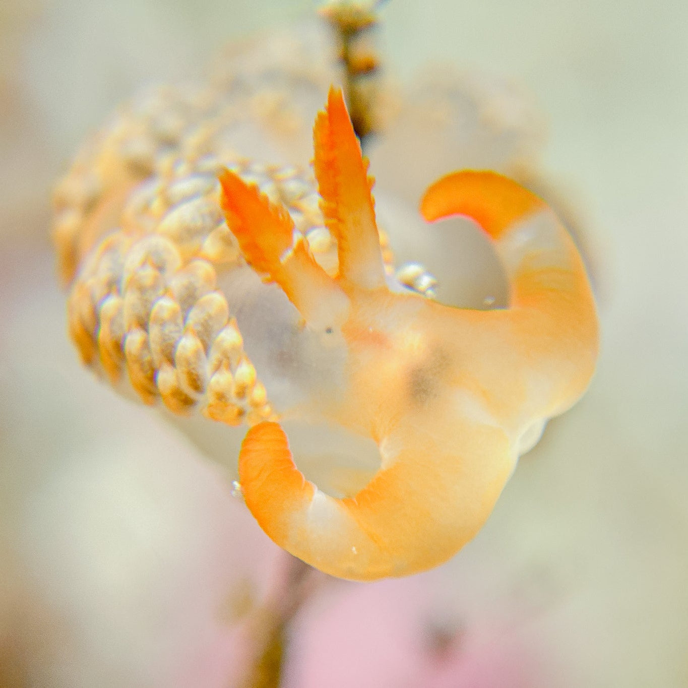 Divevolk+8 macro lens