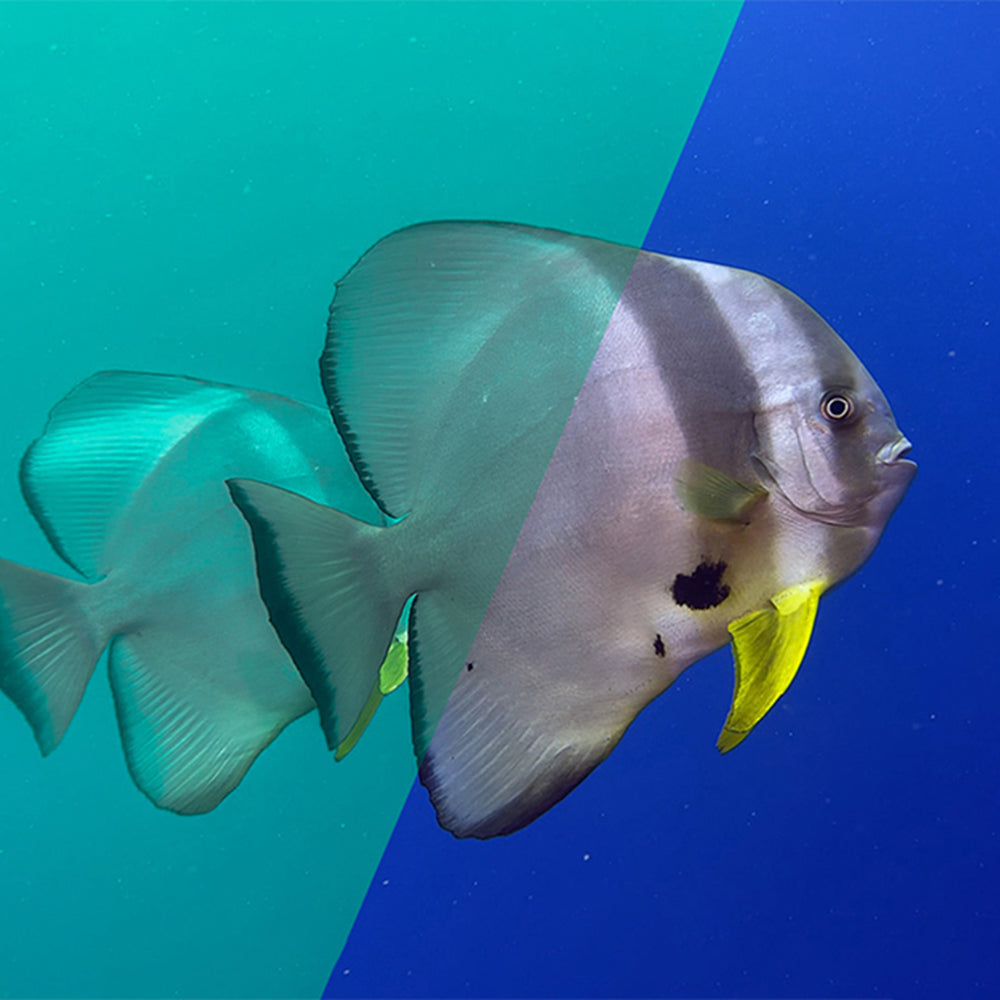 Underwater color correction with DiveVolk filters.