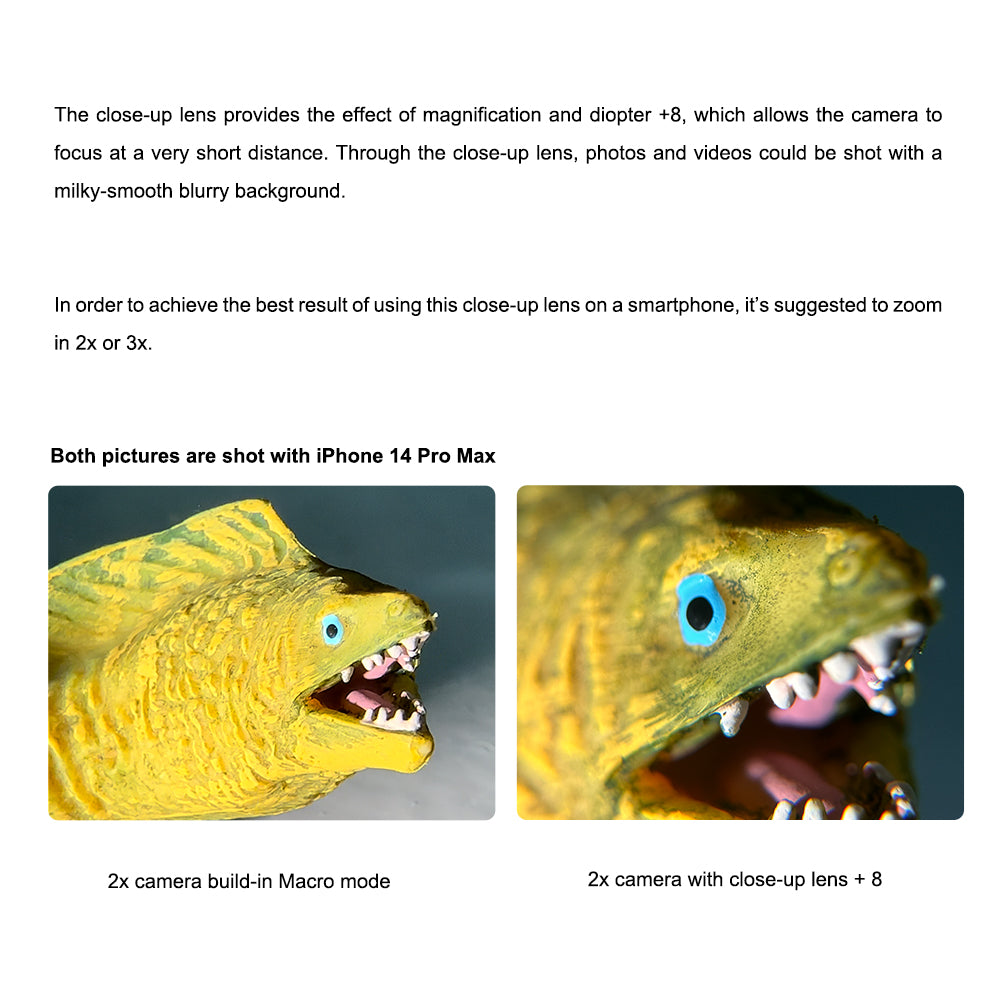 DiveVolk +8 lens: underwater macro eel detail