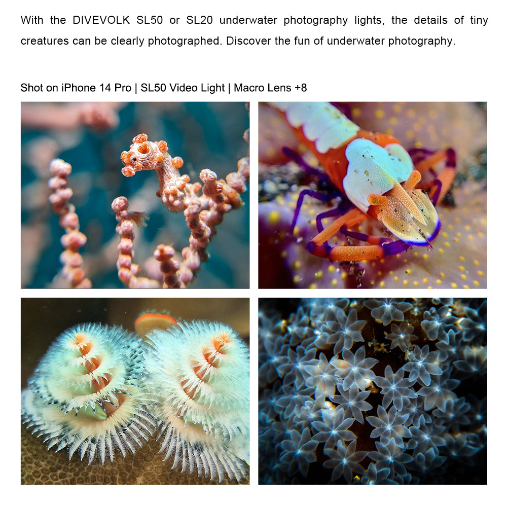 Macro underwater life with DiveVolk +8 lens