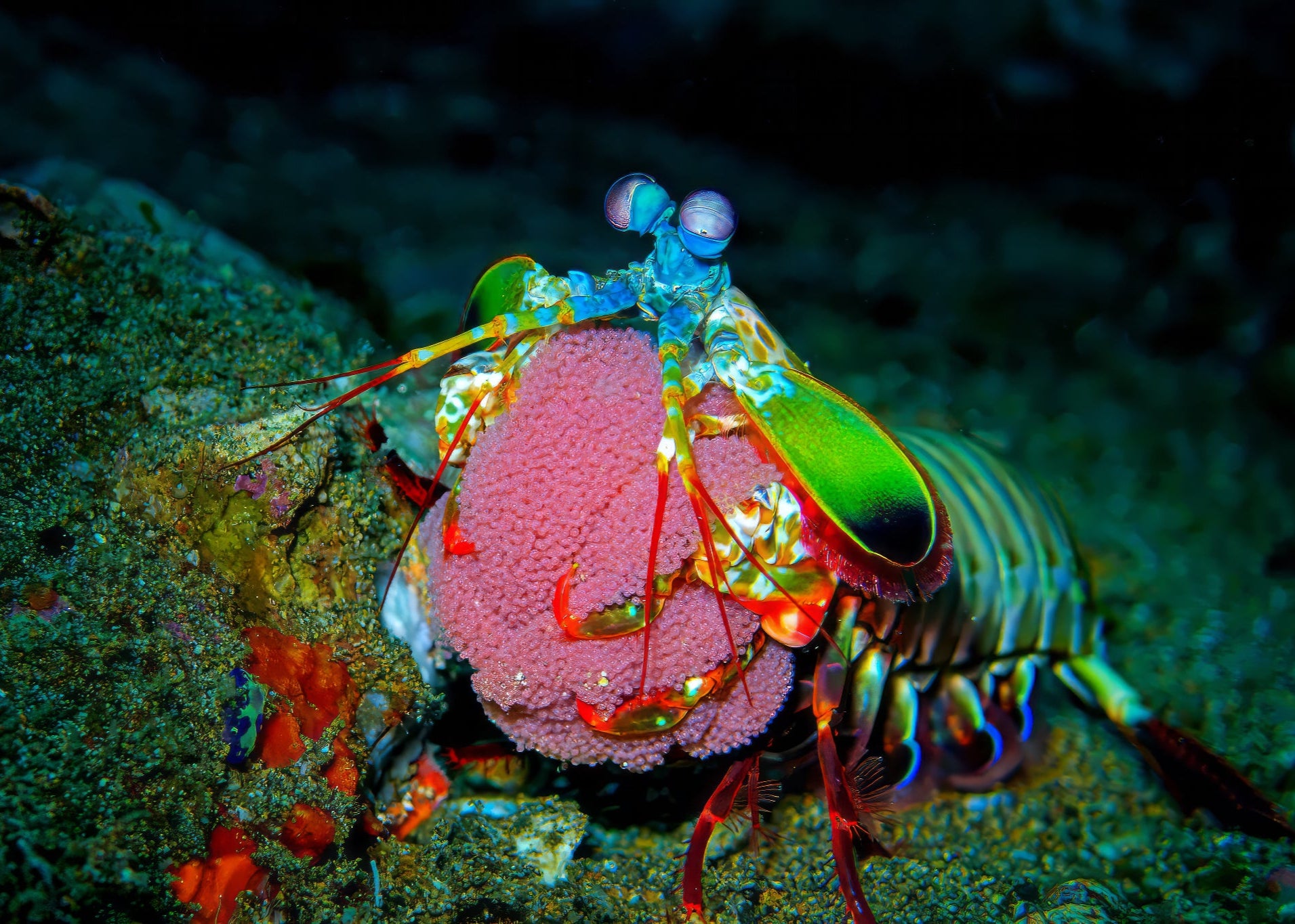 A close-up of a colorful mantis shrimp on a coral reef, captured with the SeaTouch 4 Max Plus Housing and a +8 macro lens, showcasing the vivid colors, intricate patterns, and detailed textures of this stunning underwater creature in its vibrant marine habitat