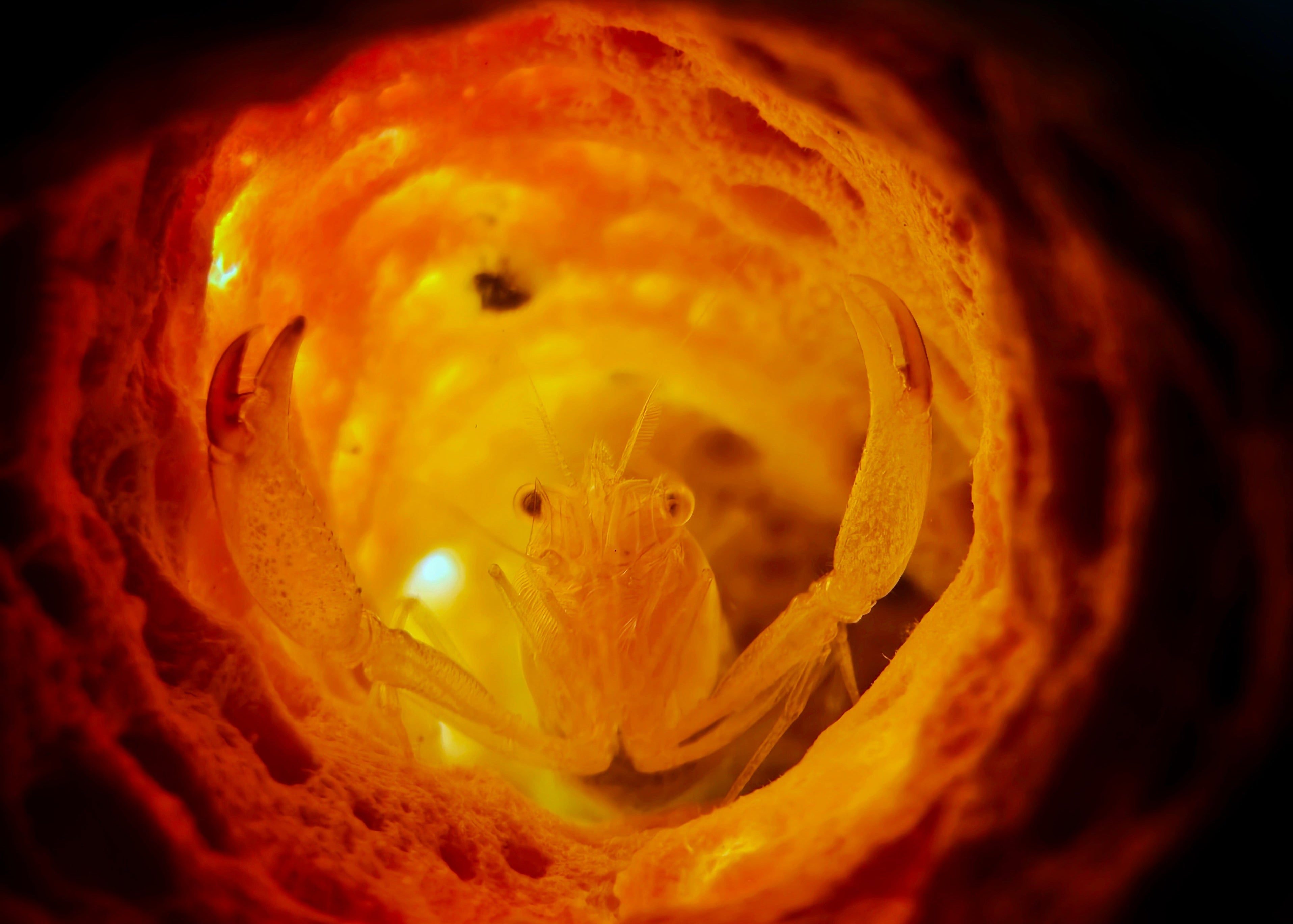 A close-up of a crab inside a coral tunnel captured with a macro lens and SeaTouch 4 Max Housing, showcasing the intricate details and textures of this fascinating underwater scene.