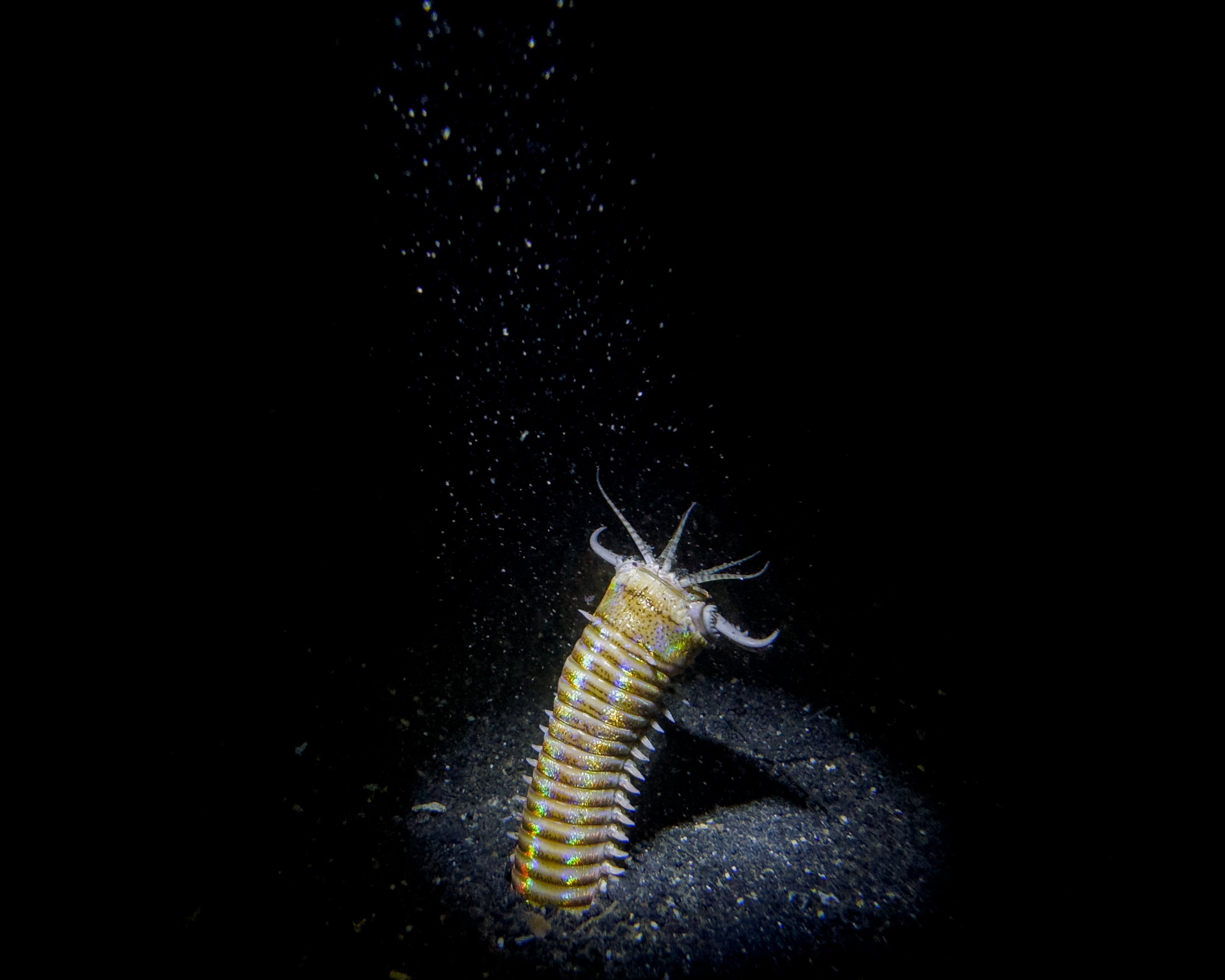 A close-up of a sandworm on the ocean floor captured with the SeaTouch 4 Max Plus Housing, showcasing the vivid details and unique textures of this deep-sea creature in blackwater photography.
