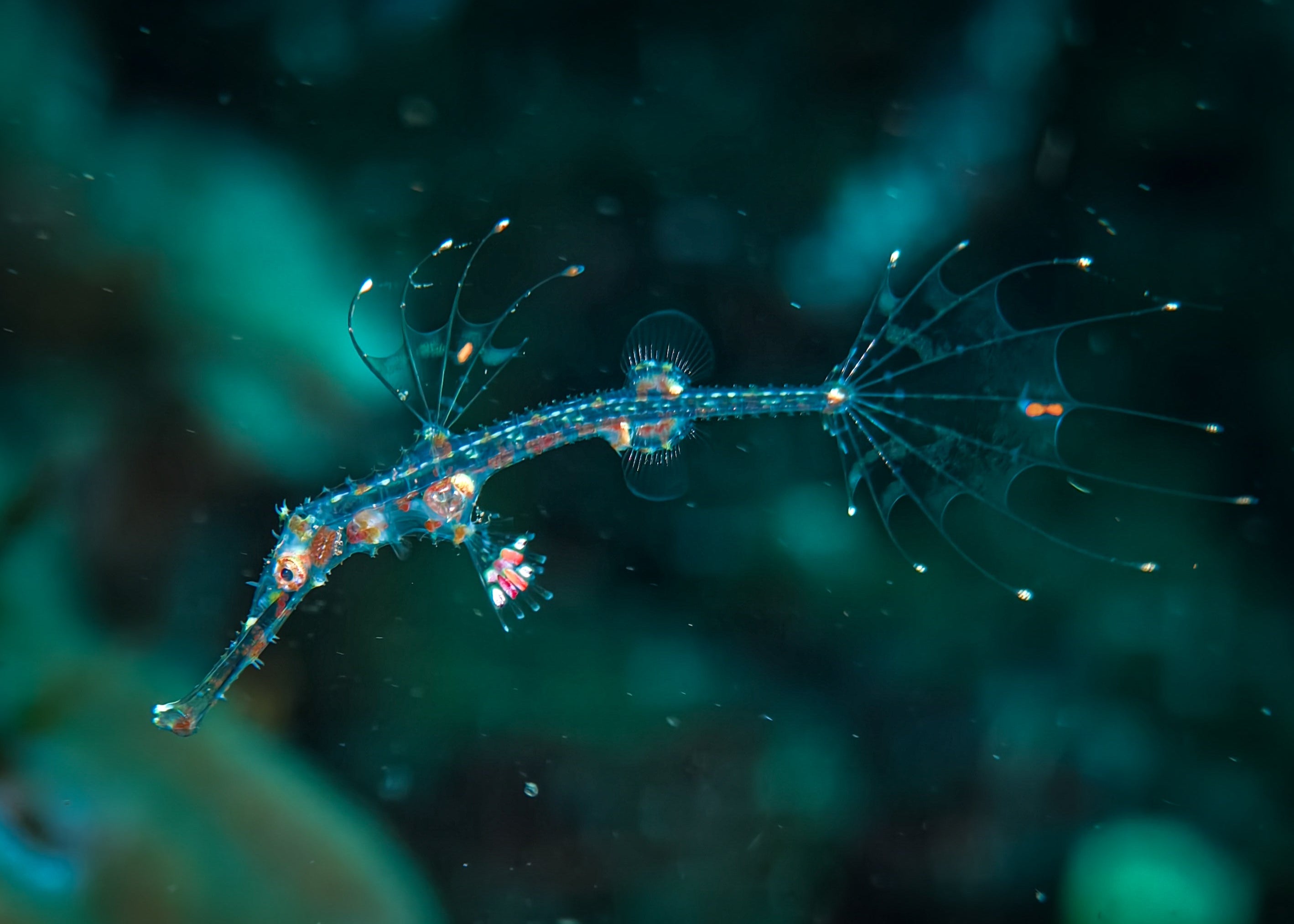 A close-up of a seahorse captured with a macro lens and SeaTouch 4 Max Housing, showcasing the intricate details and vibrant colors of this beautiful underwater creature.