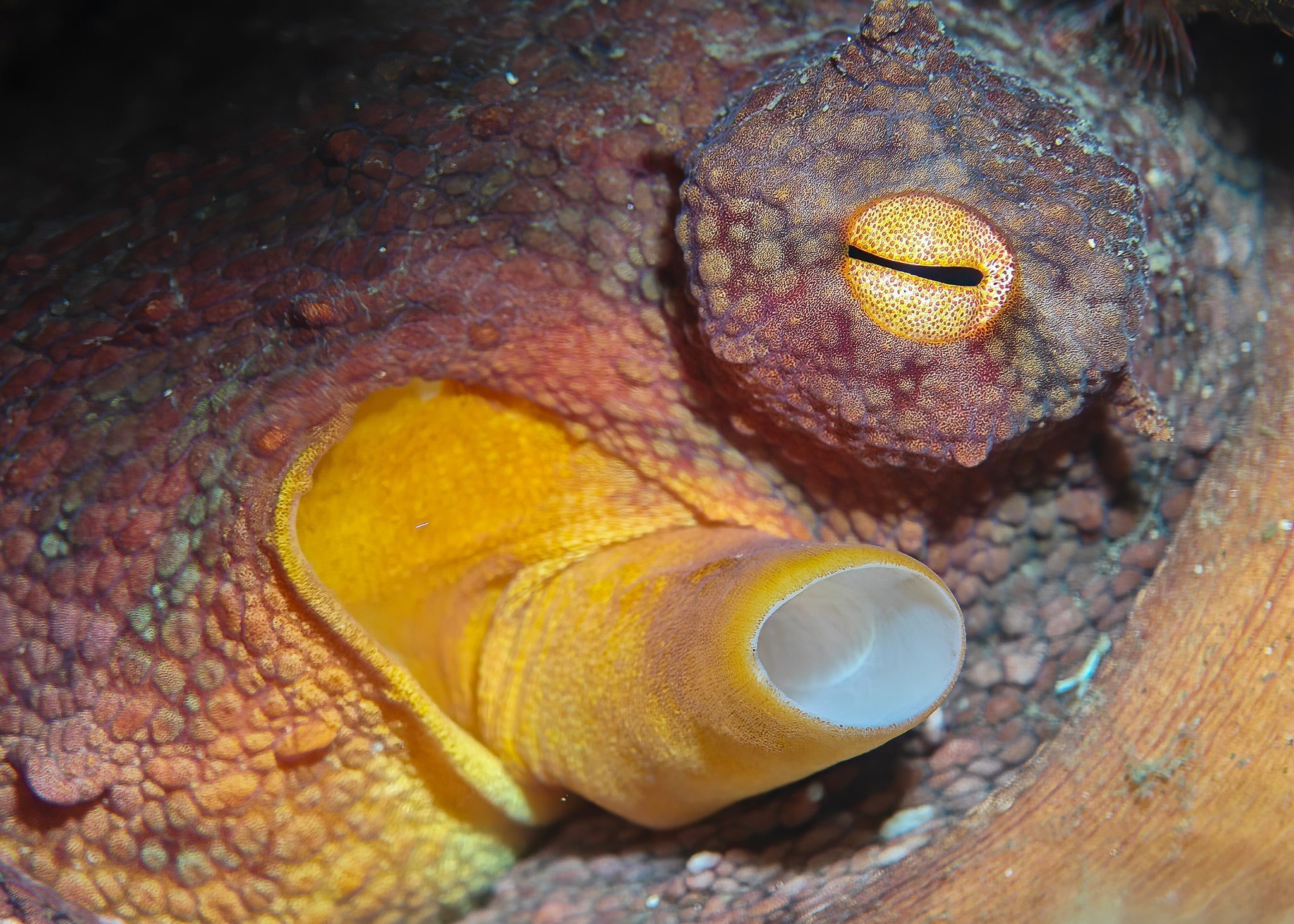 A close-up of an octopus's eye and siphon, captured with the SeaTouch 4 Max Plus Housing and a +8 macro lens, showcasing the intricate textures, rich colors, and fine details of this fascinating underwater creature in its natural habitat.
