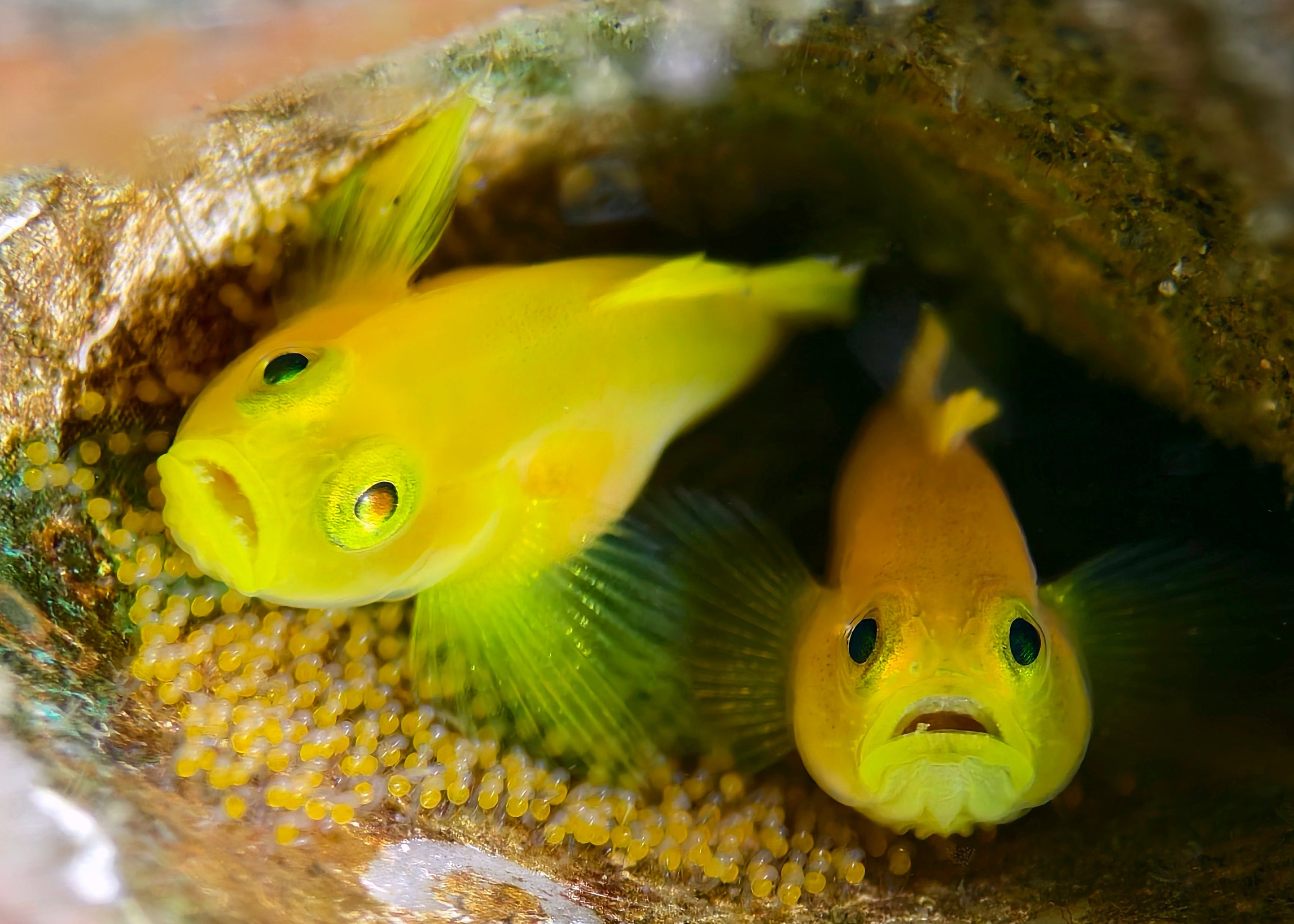 A close-up of two yellow fish peeking out from a rocky crevice, captured with a macro lens and SeaTouch 4 Max Housing, showcasing their vibrant colors and expressions.