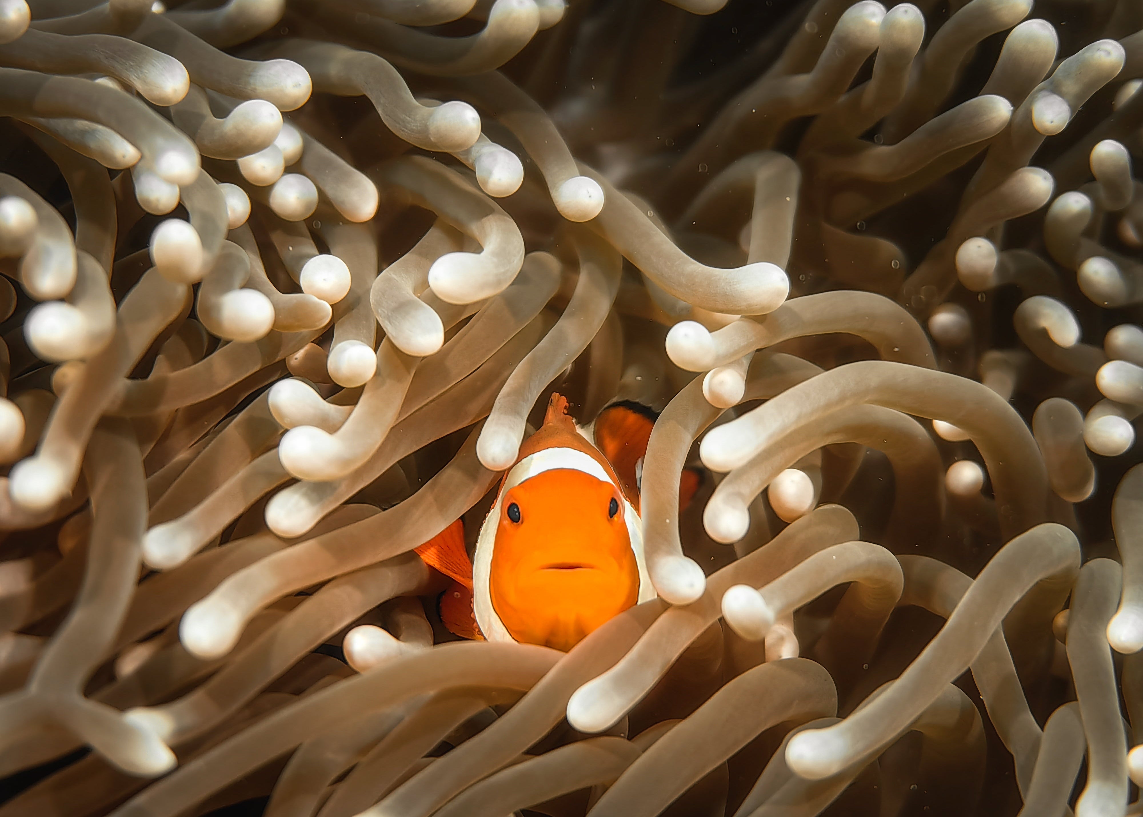 A clownfish peeking out from an anemone, captured with the SeaTouch 4 Max Plus Housing and a +8 macro lens, showcasing the vibrant colors and intricate details of this iconic underwater duo with exceptional clarity and focus.