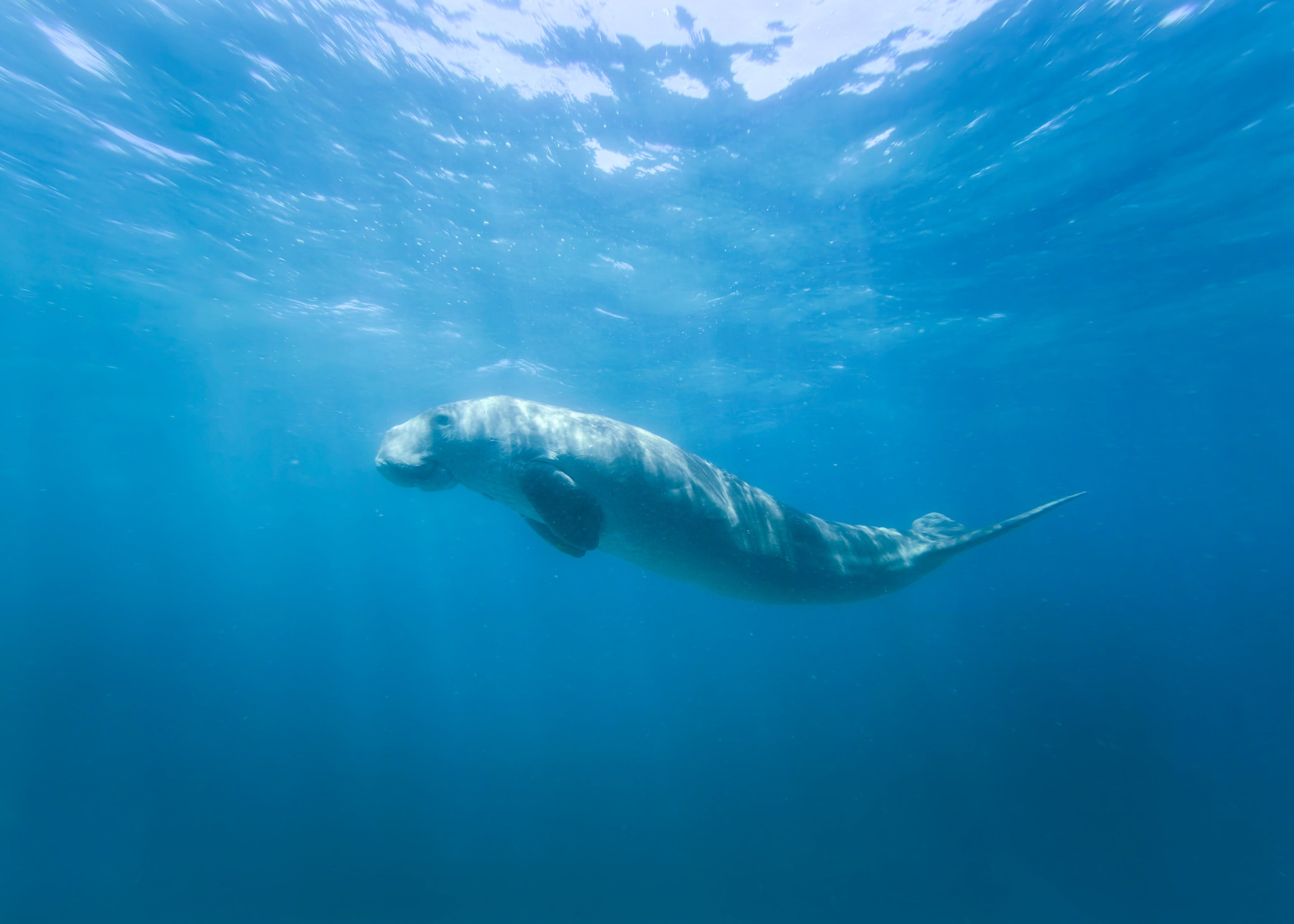 Showcasing the beauty of marine life through advanced underwater photography equipment-Phone waterproof housing