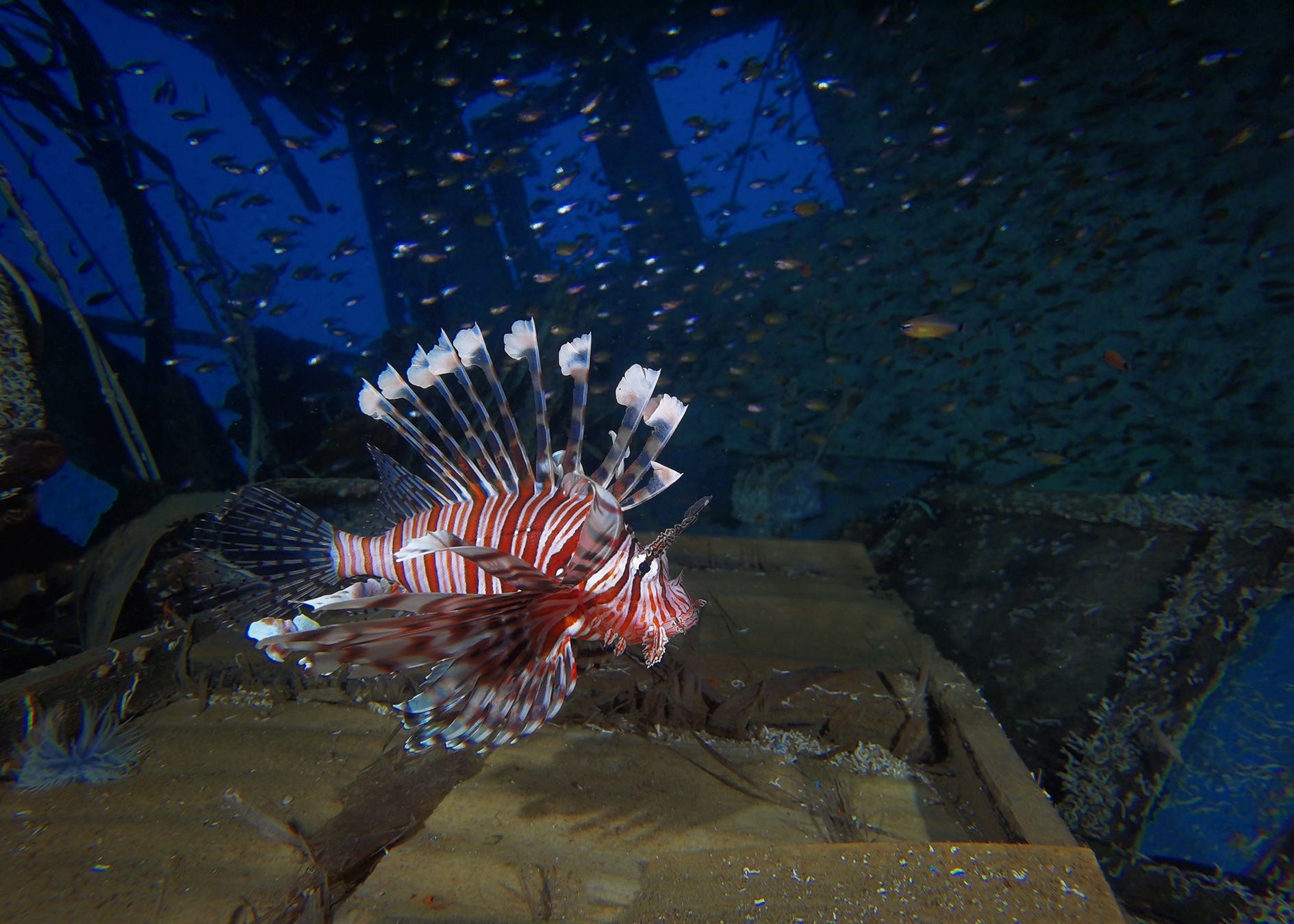 A lionfish swimming near an underwater wreck, captured with the SeaTouch 4 Max Housing, showcasing the vibrant details of the fish against the historical backdrop of the submerged ruin.