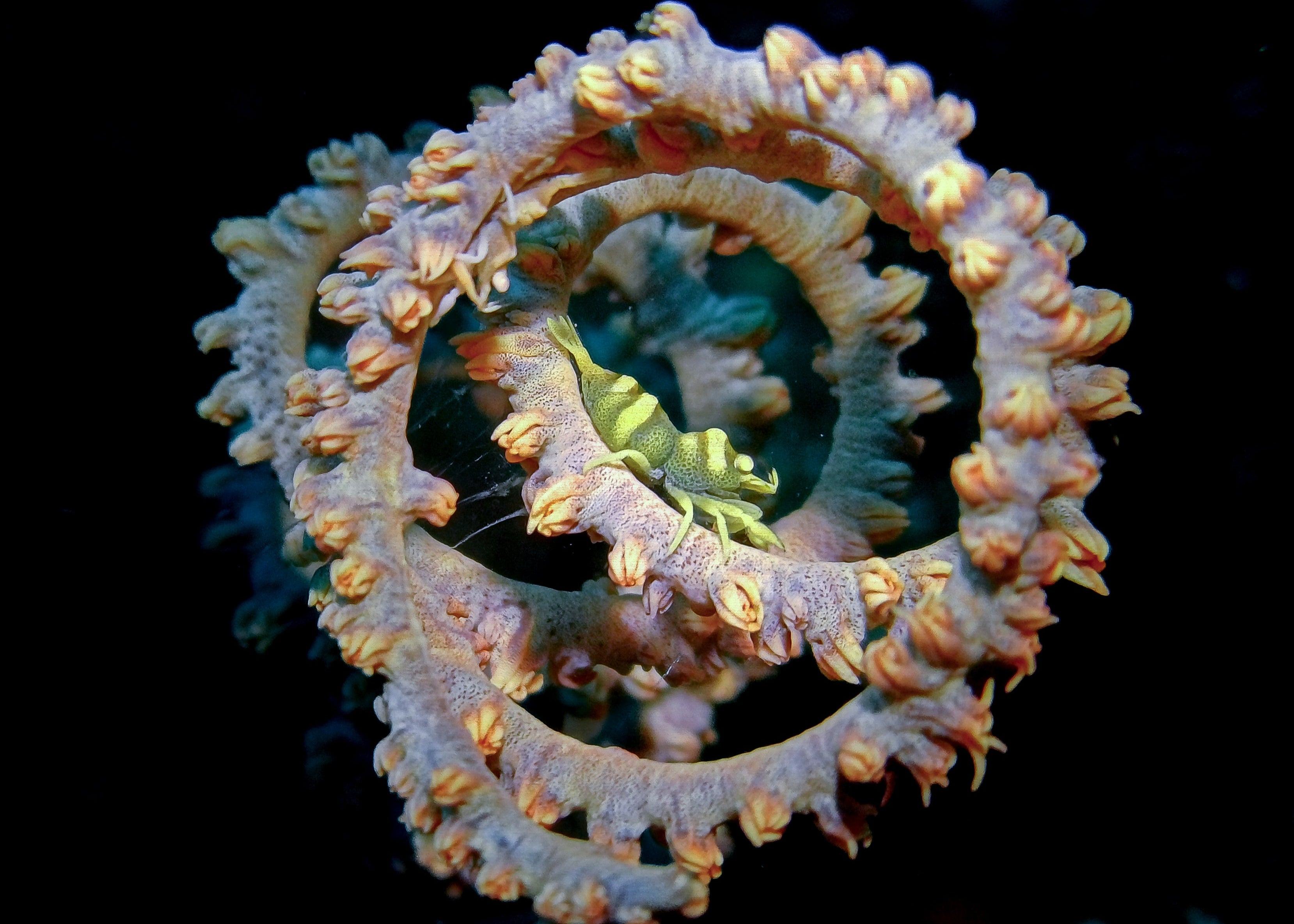 A spiral-shaped marine creature captured with a macro lens and SeaTouch 4 Max Housing, highlighting the unique textures and patterns of this fascinating underwater subject.