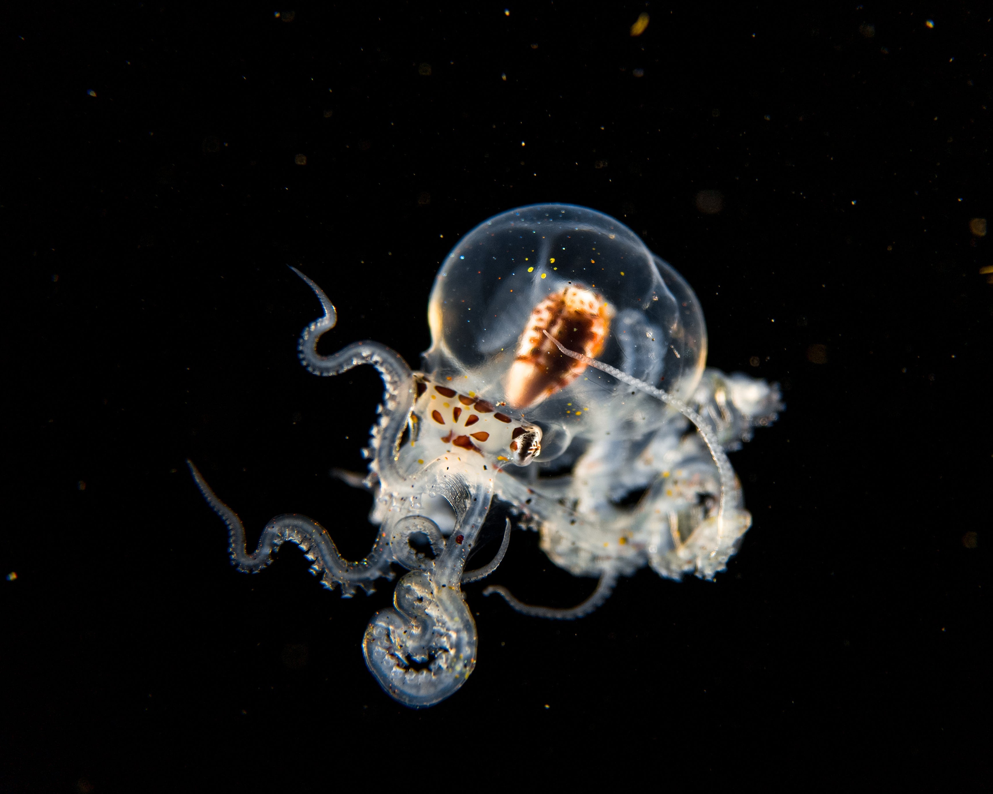 A tiny transparent creature floating in the dark depths of the ocean, captured with the SeaTouch 4 Max Plus Housing, showcasing the delicate and intricate details of this mysterious marine organism in blackwater photography.