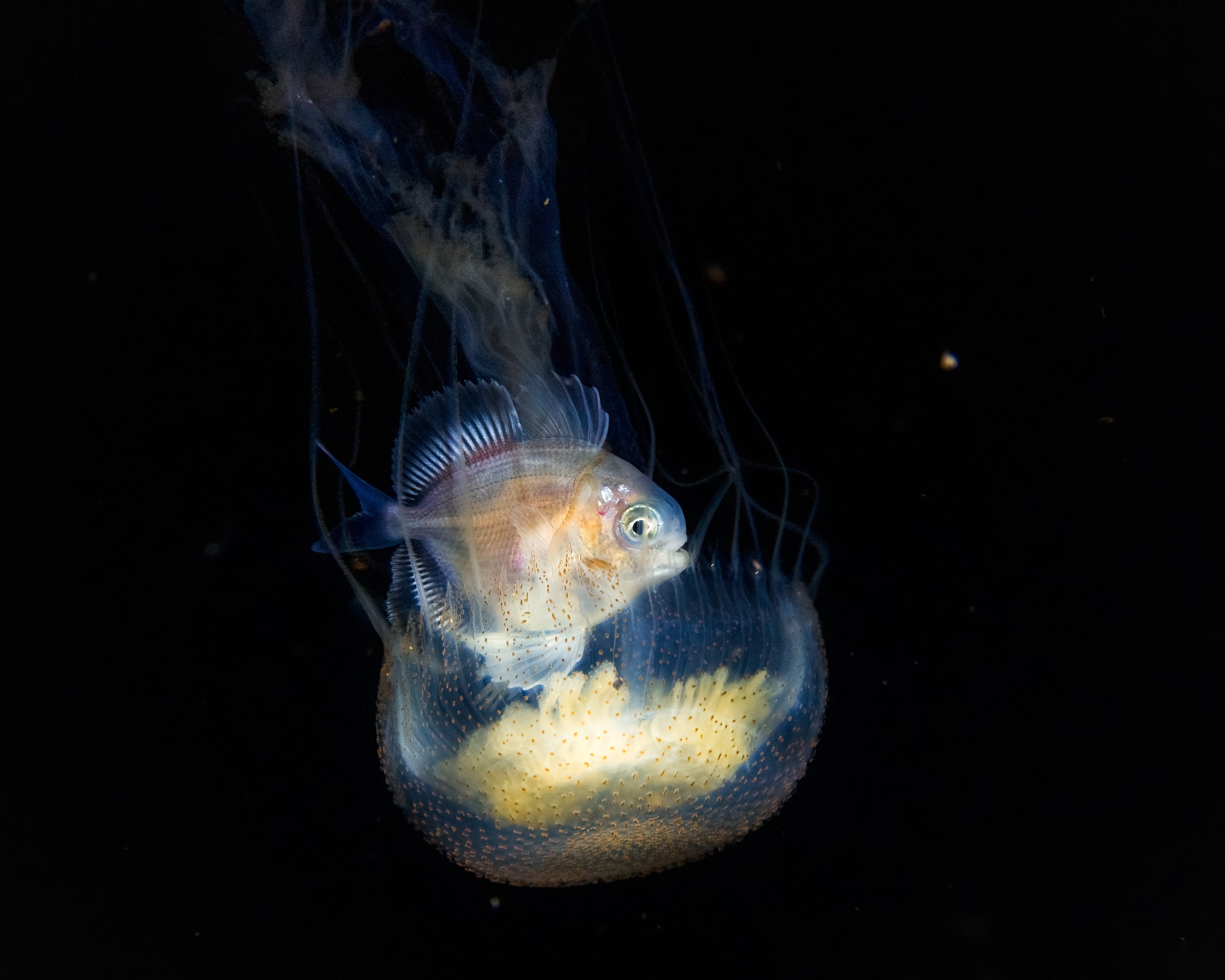 A translucent fish swimming inside a jellyfish in the deep ocean, captured with the SeaTouch 4 Max Plus Housing, showcasing the mysterious and unique marine life encounters in blackwater photography.