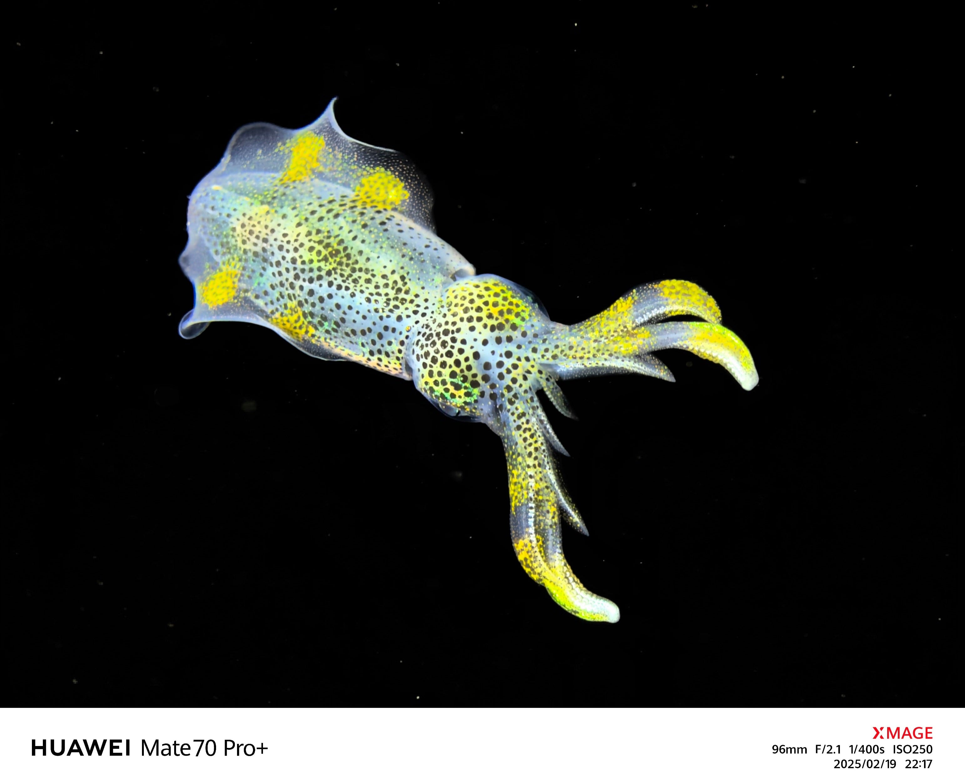 A transparent squid with vibrant yellow spots floating in the darkness of the deep sea, captured with the SeaTouch 4 Max Plus Housing, showcasing the striking colors and delicate textures of this elusive creature in blackwater photography.