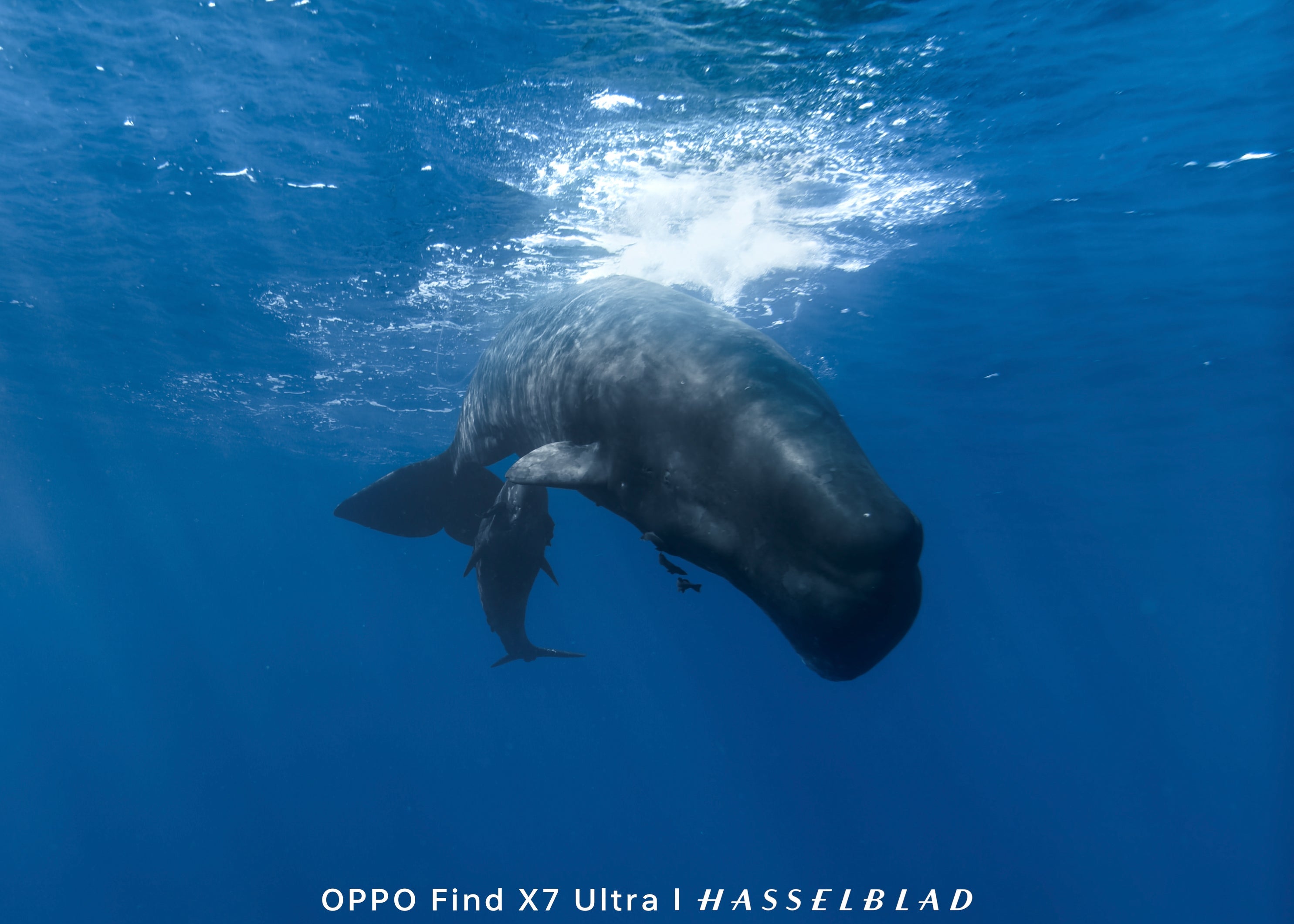 A whale and its calf swimming alongside a fish, captured with the SeaTouch 4 Max Housing and wide-angle lens, showcasing the majestic underwater life.