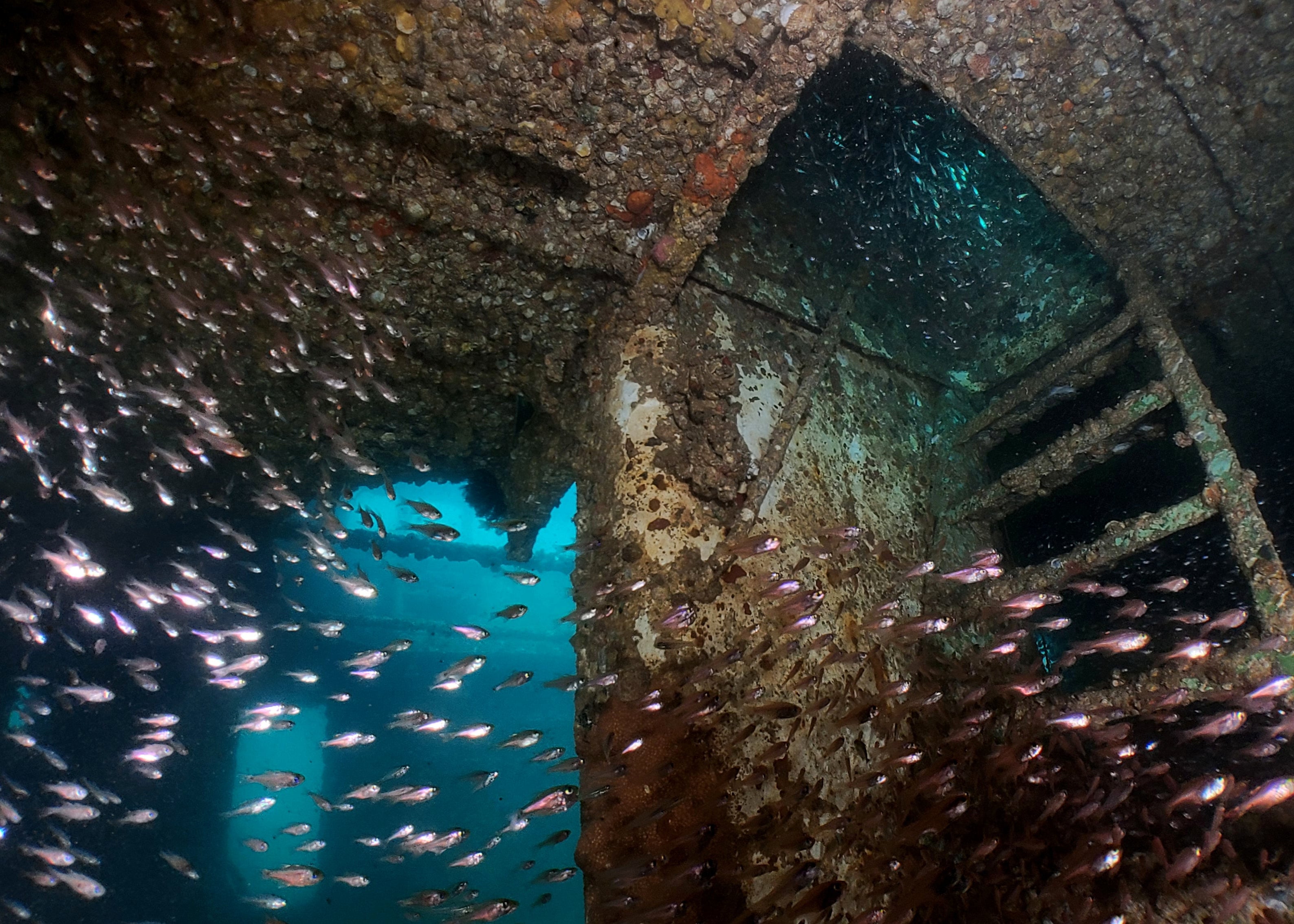 An underwater relic surrounded by schools of small fish, captured with the SeaTouch 4 Max Housing, showcasing the historical and mysterious atmosphere of this submerged wreck.