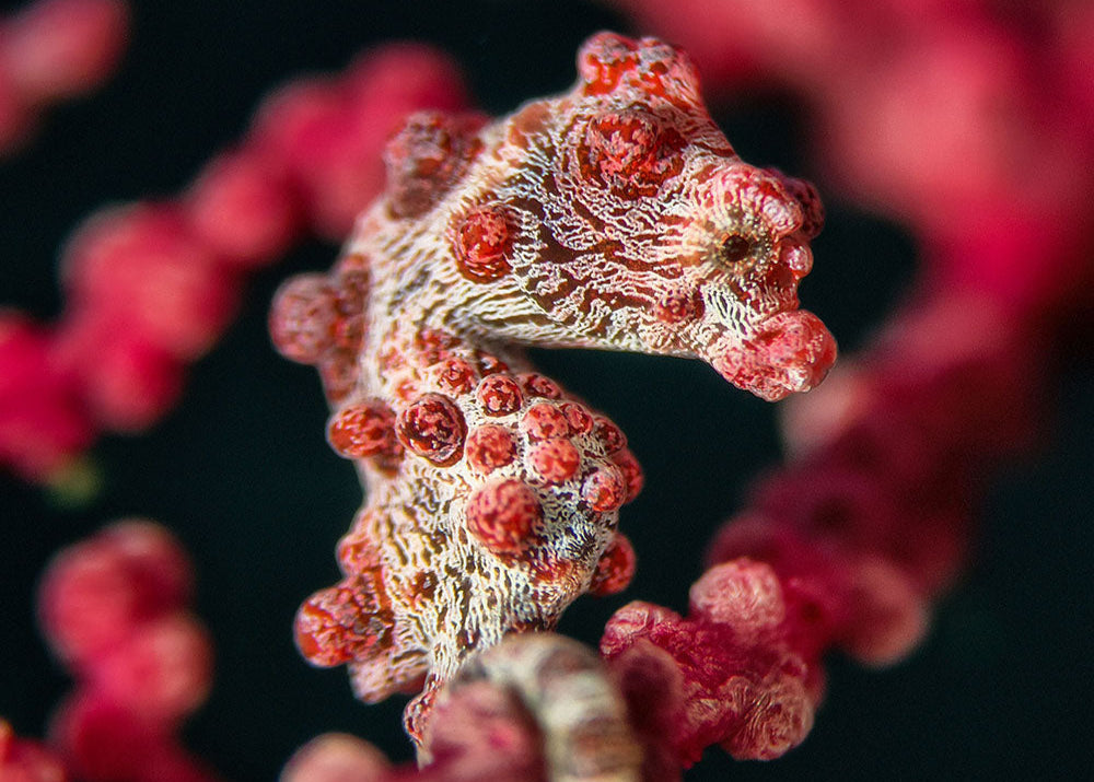 Close-up of a seahorse captured with a macro lens and SeaTouch 4 Max Housing, showcasing the intricate details and textures of this beautiful underwater creature.