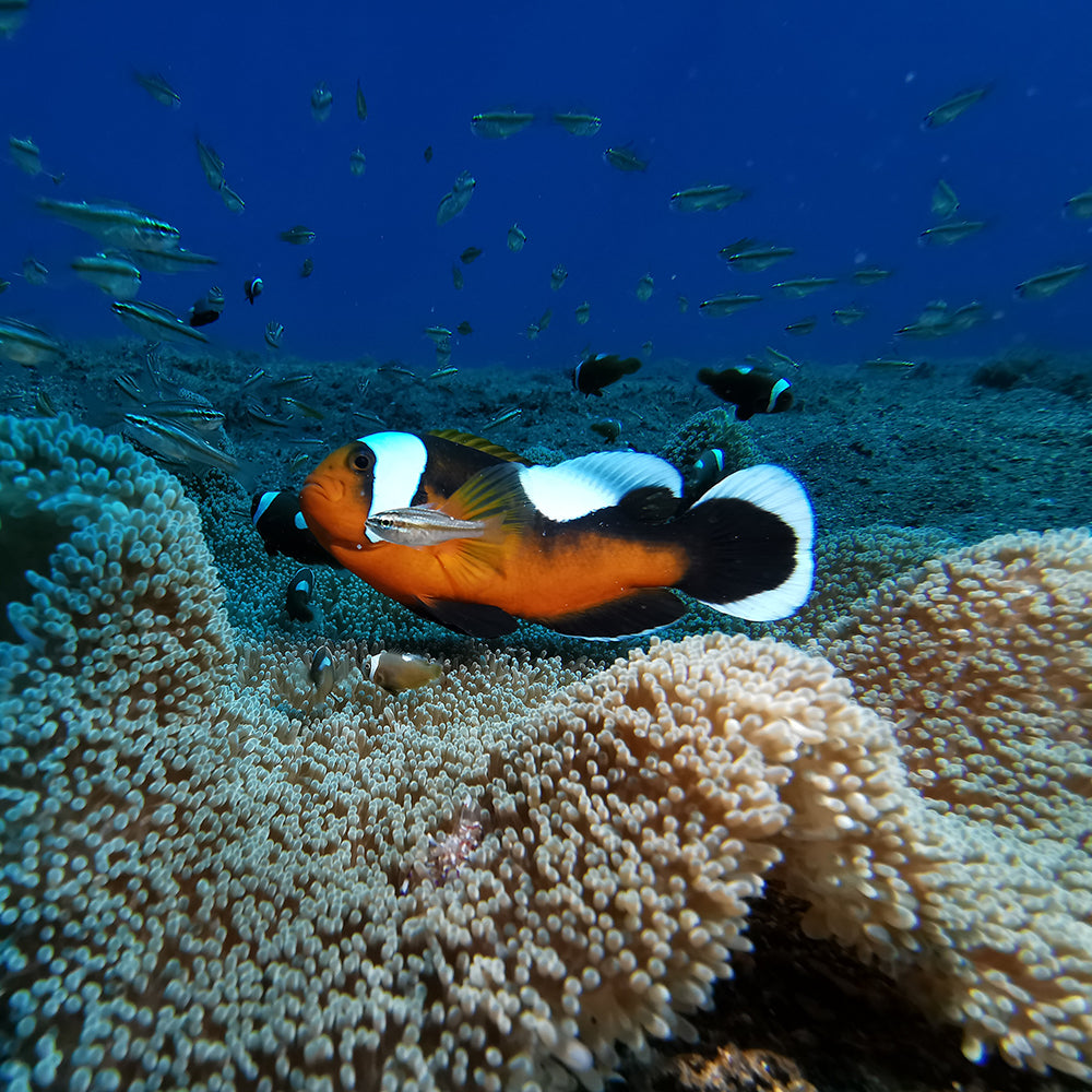 Clownfish with SeaTouch 4 Max underwater housing, underwater photo.