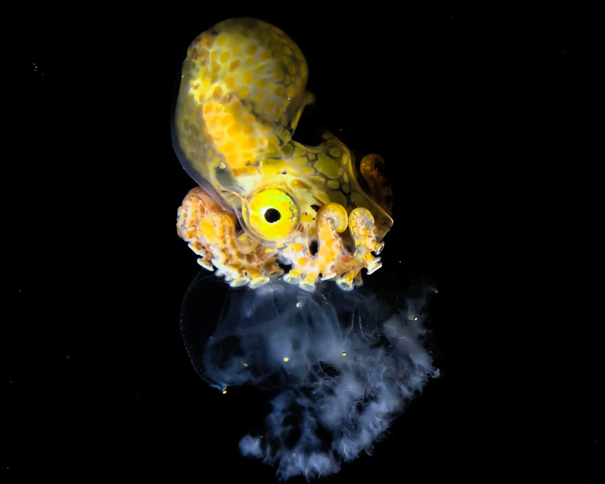 "Explore the depths of the ocean through stunning blackwater photography. This captivating image of a small octopus was captured using the SeaTouch 4 Max Plus housing, showcasing the beauty of marine life in its natural habitat."