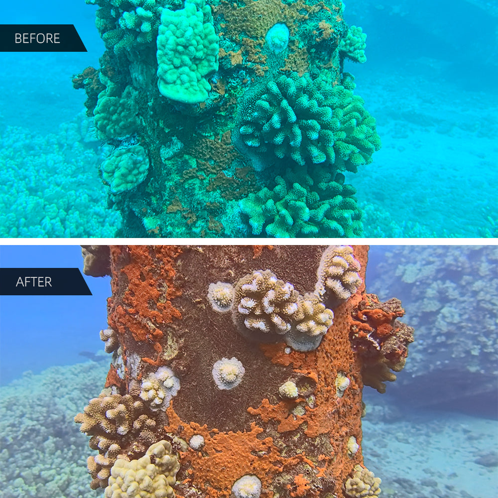 Coral before & after using SeaTouch 4 Max dive light