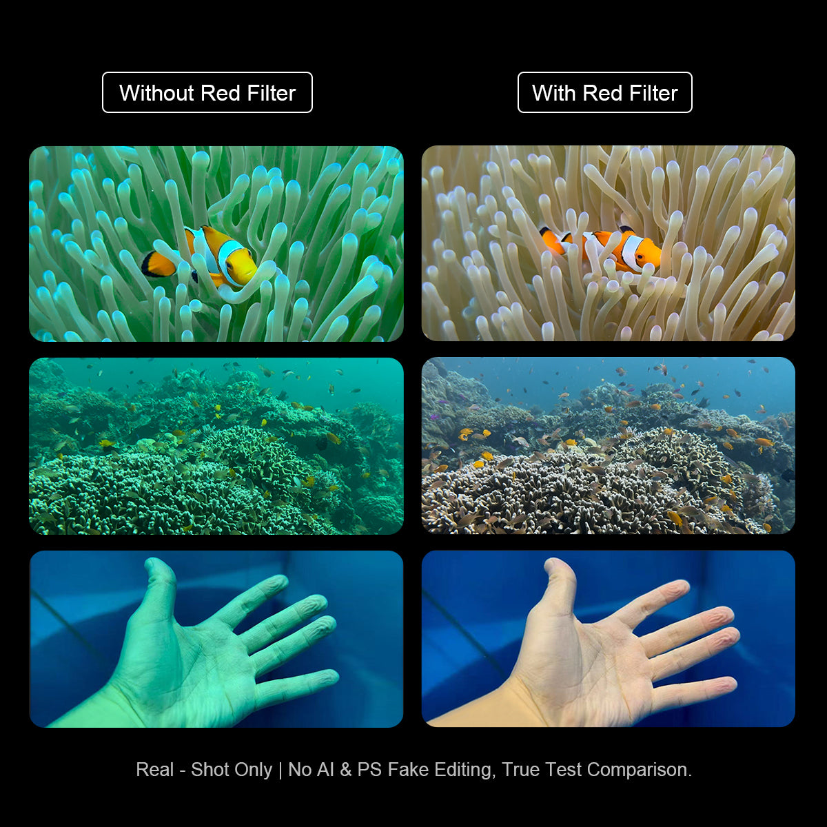 Before-and-after comparison showing how a red filter restores natural warm colors underwater, removing blue-green cast on clownfish, coral reef, and skin tone photos — real shots with no editing.