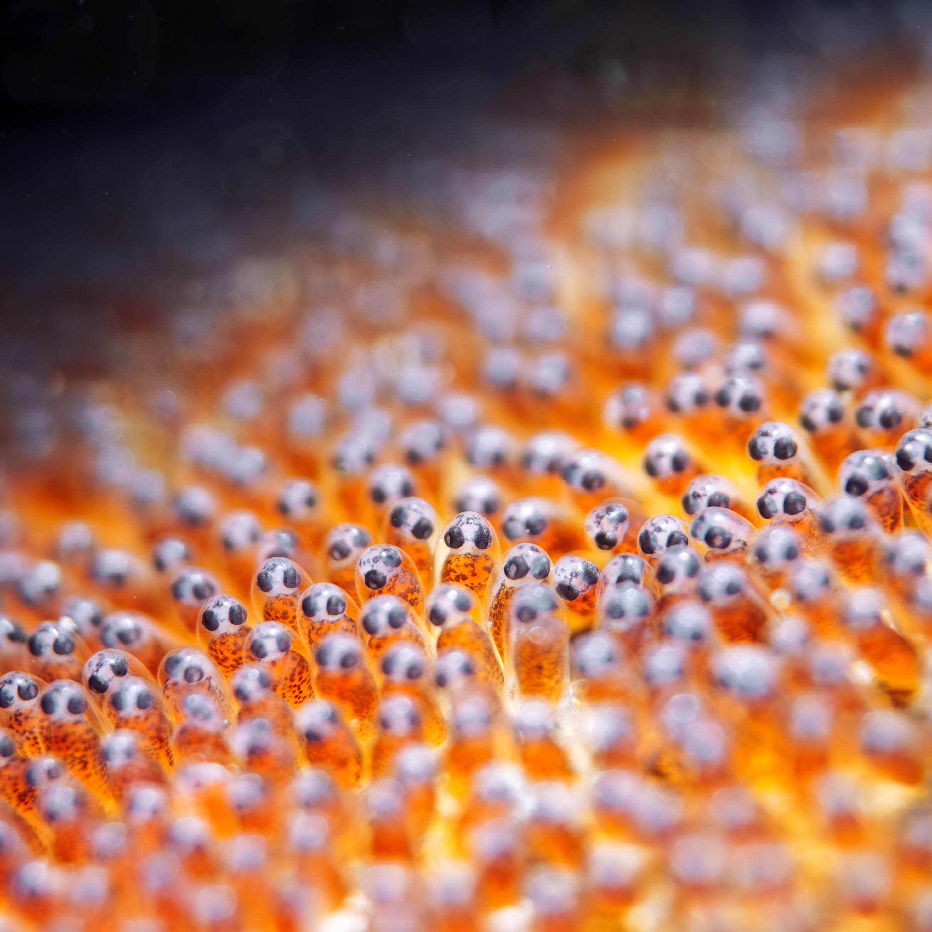 Fish egg DiveVolk macro lens