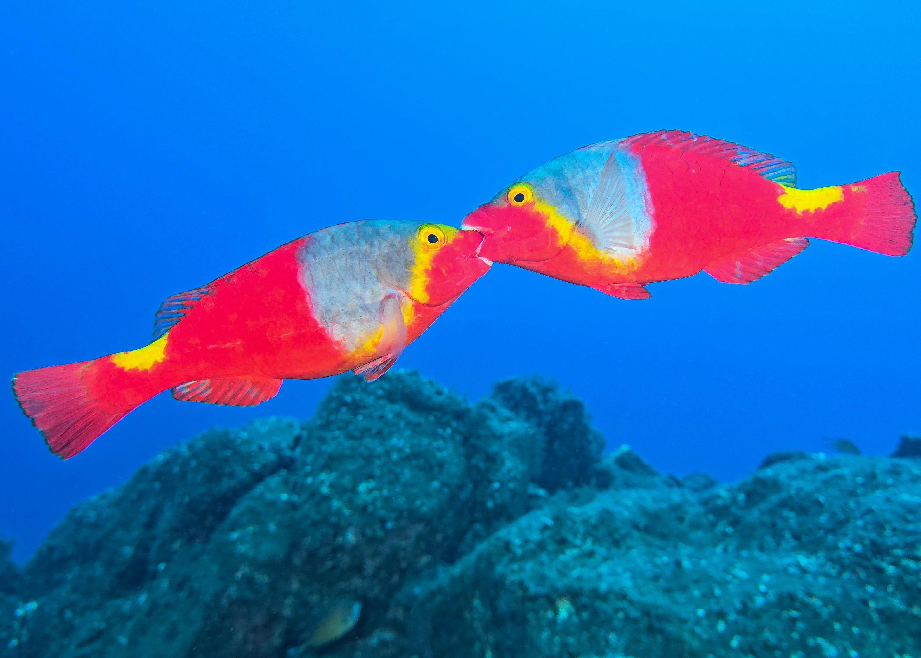 The SeaTouch 4 Max case captures photos that bring out the vibrant colors of marine life.