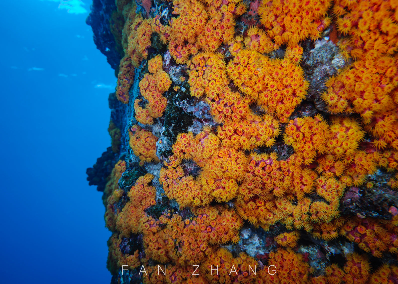 Vibrant orange coral reef captured with the SeaTouch 4 Max Housing and wide-angle lens, showcasing the lively colors and textures of underwater coral formations.