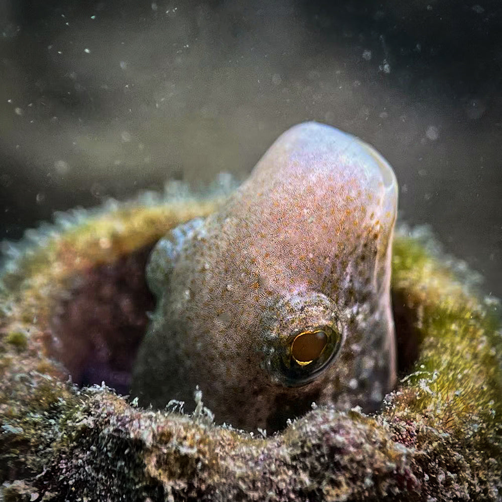 Pygmy seahorse portrait, SeaTouch 4 Max macro