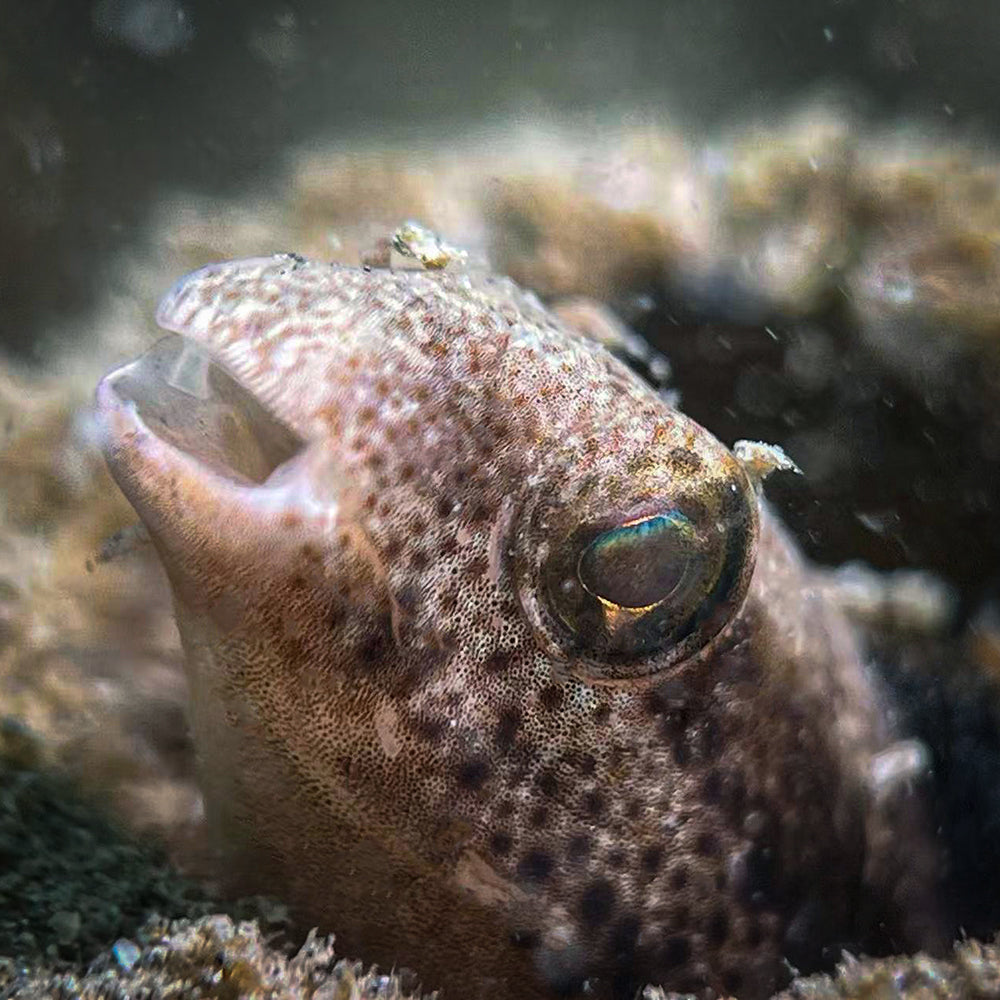 SeaTouch 4 Max: Pygmy seahorse macro photo