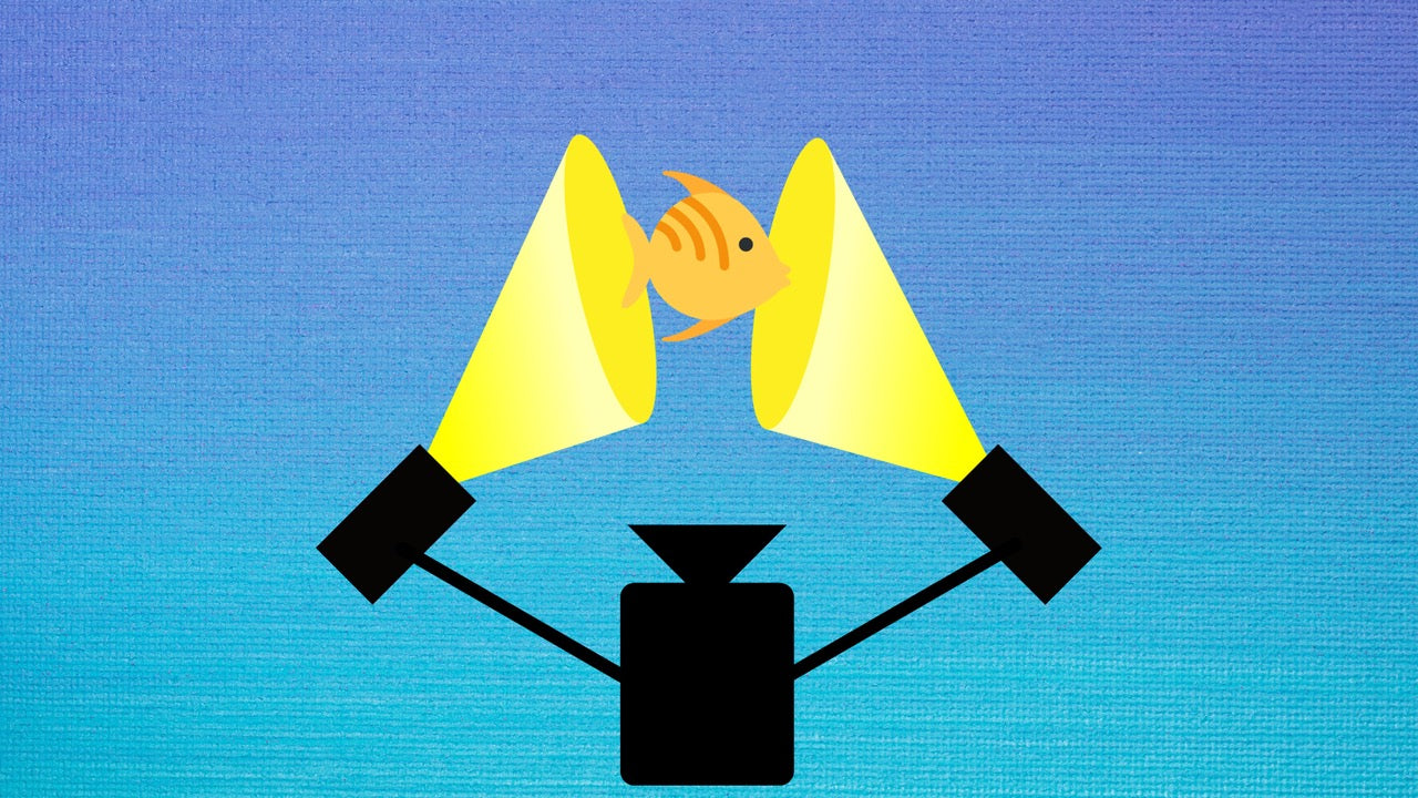 Underwater Filmmaking: Lights, Camera, Fish!