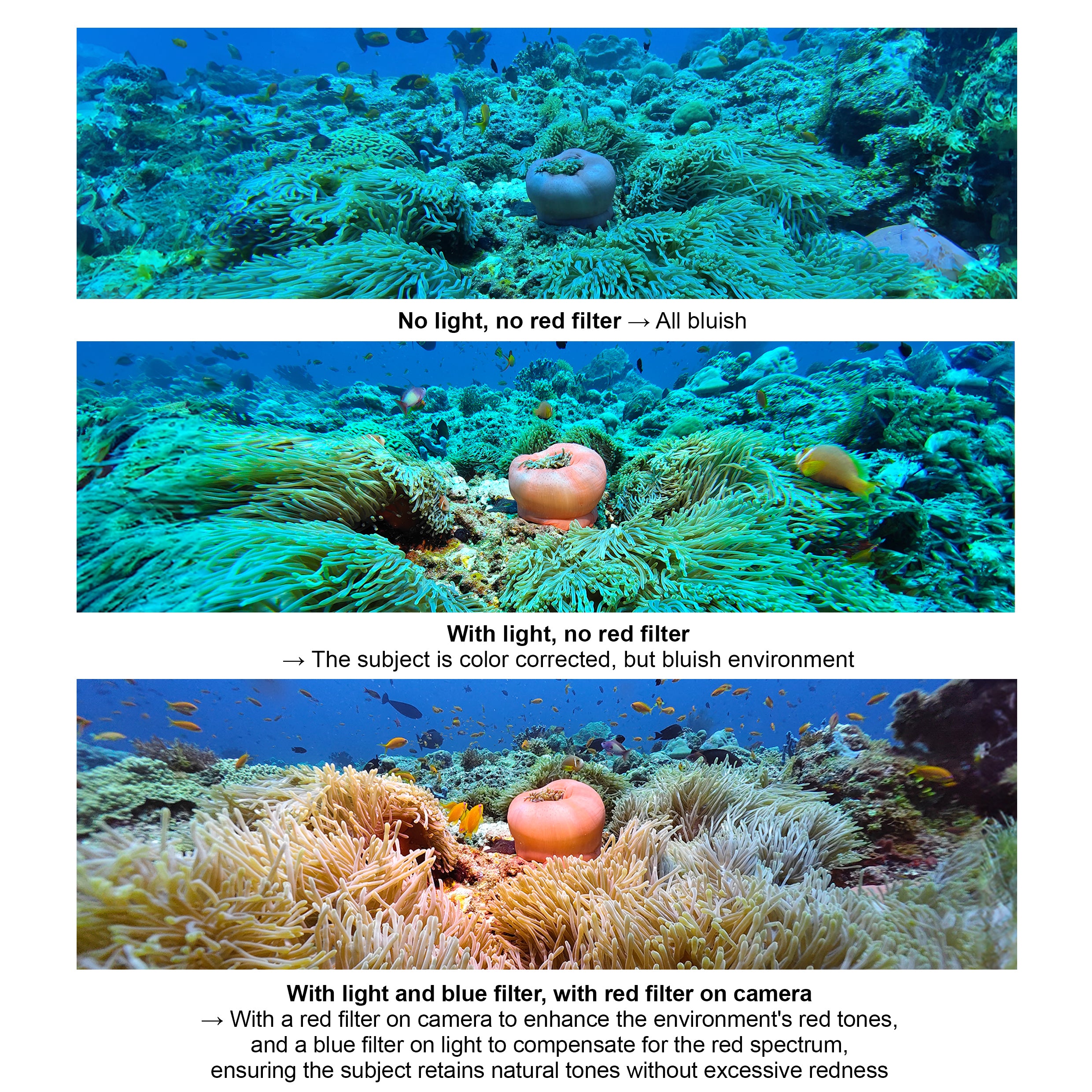 Umgebungsblaulichtfilter für die professionelle Unterwasservideoleuchte SL50/SL120