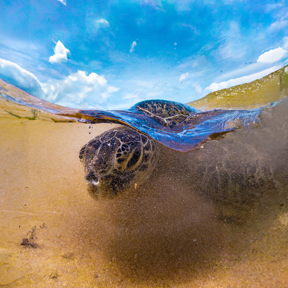 Underwater turtle, SeaTouch 4 Max phone housing ready