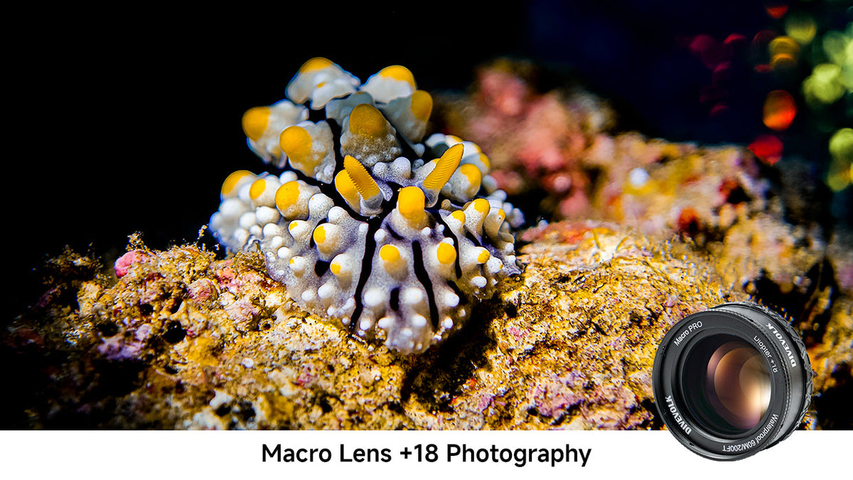 DIVEVOLK +8 vs. +18 Macro Lens: Which is Right for You?