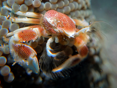 porcelain crab filter feeding anemone