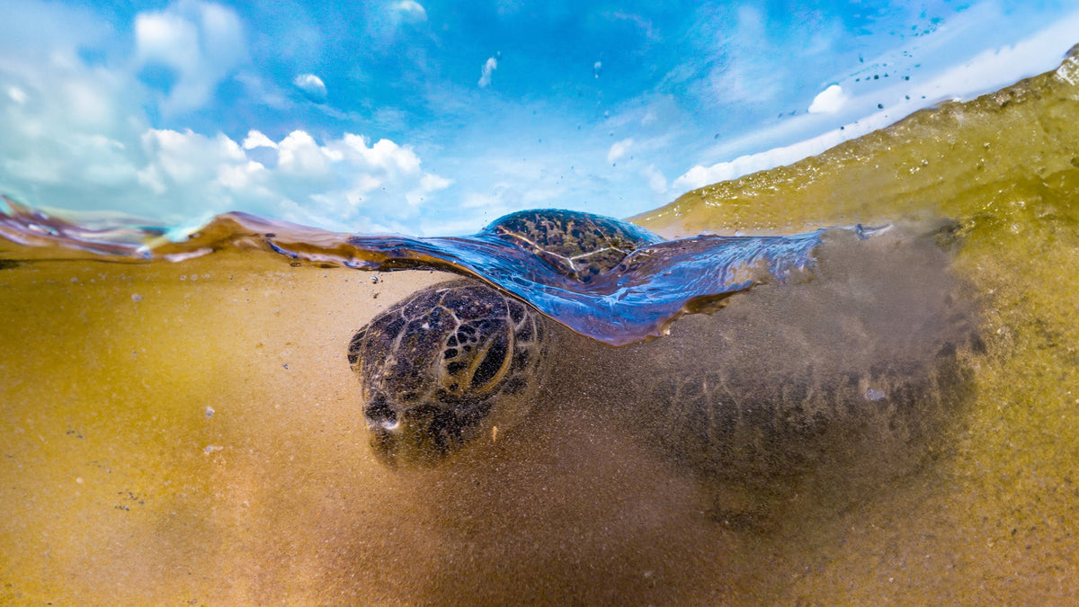 How UWACOLOR is Revolutionizing Your Underwater Photos & Videos!