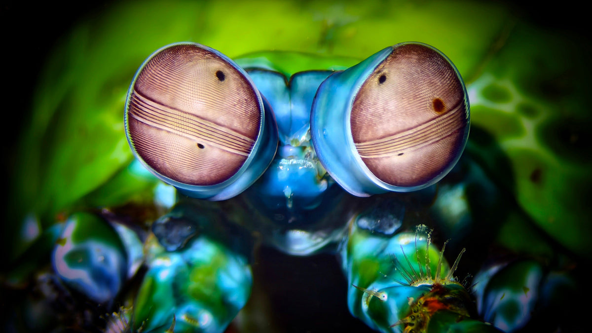smartphone underwater photography white balance comparison showing accurate colors versus blue green cast