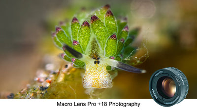 Unseen Worlds: A Deep Dive into the DIVEVOLK Macro Lens PRO +18